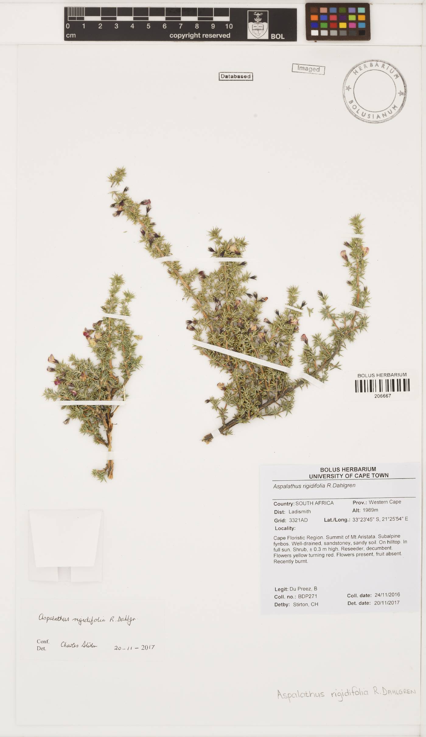 Aspalathus rigidifolia image
