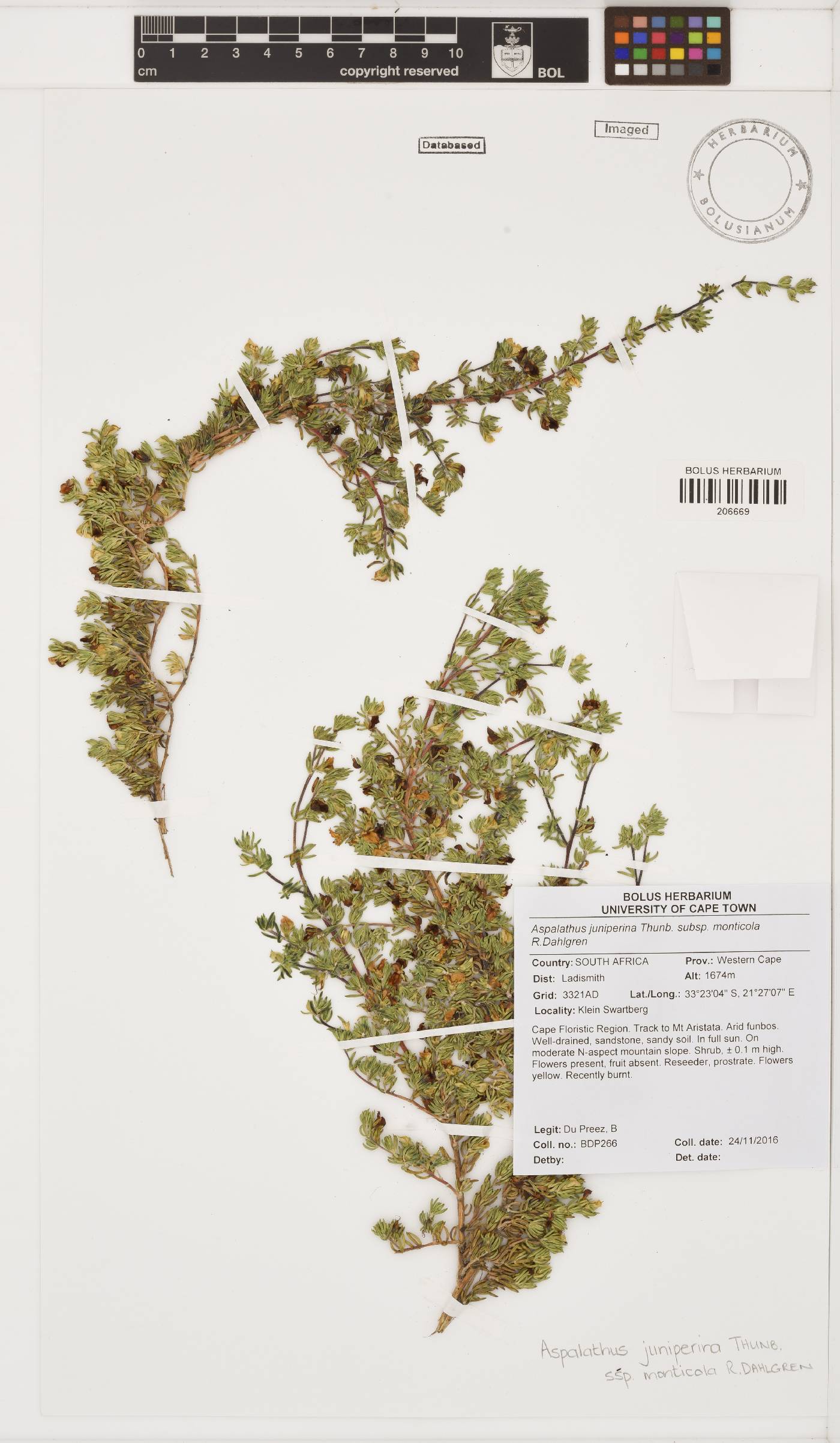 Aspalathus juniperina subsp. monticola image