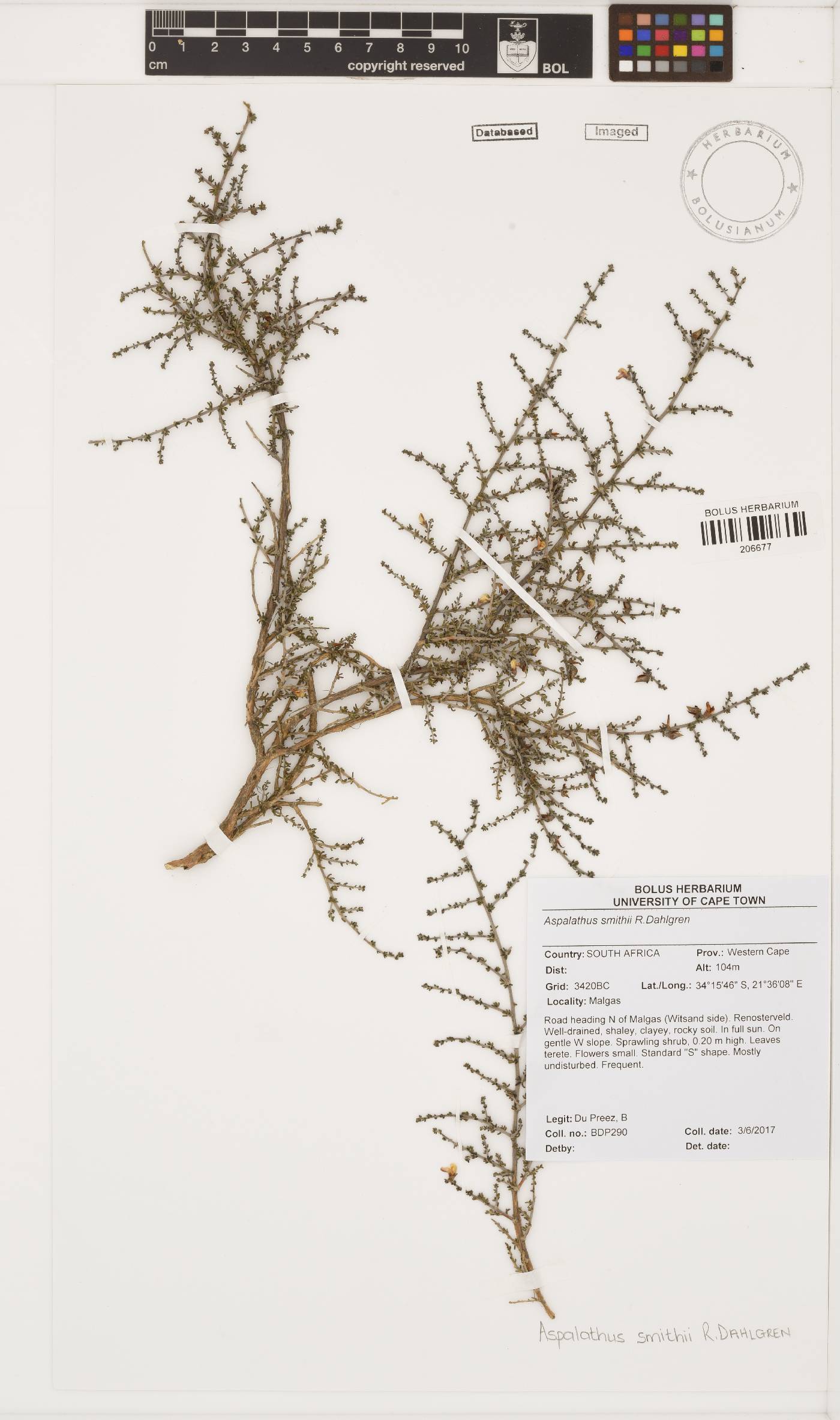 Aspalathus smithii image