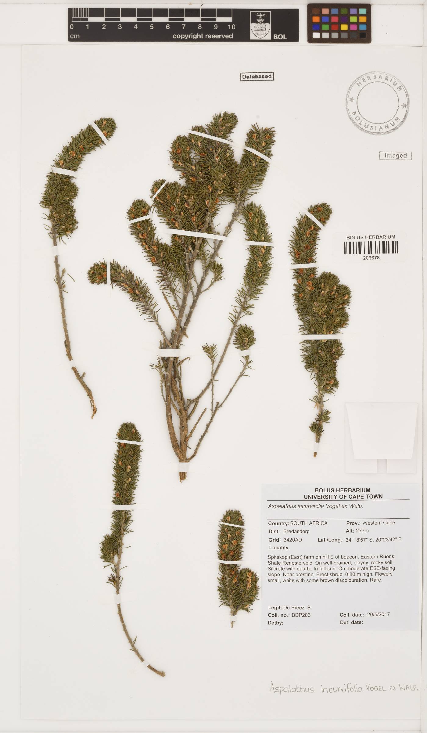 Aspalathus incurvifolia image