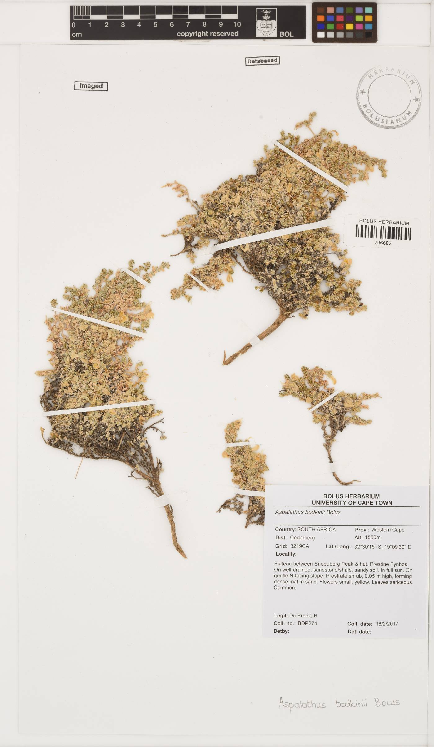 Aspalathus bodkinii image