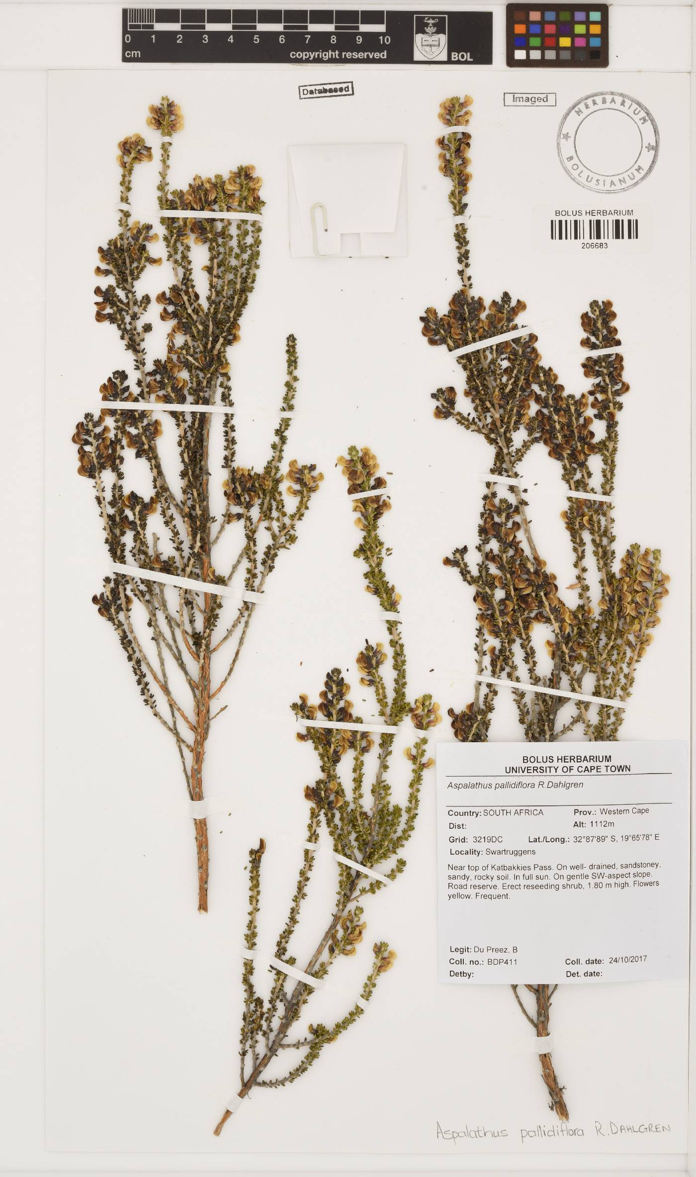 Aspalathus pallidiflora image