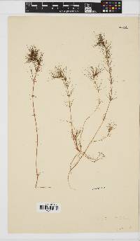 Cotula myriophylloides image