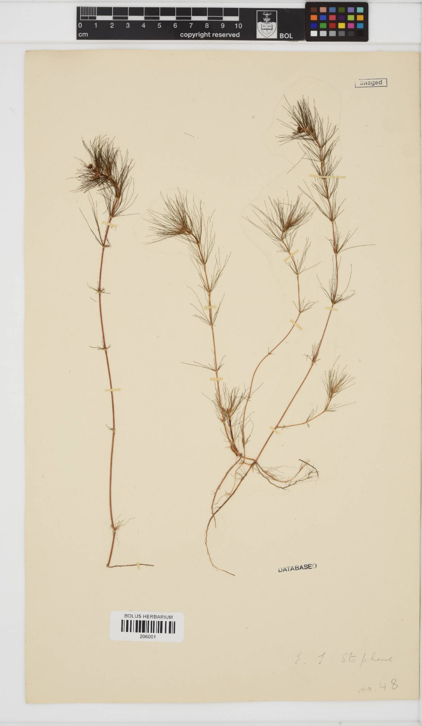 Cotula myriophylloides image