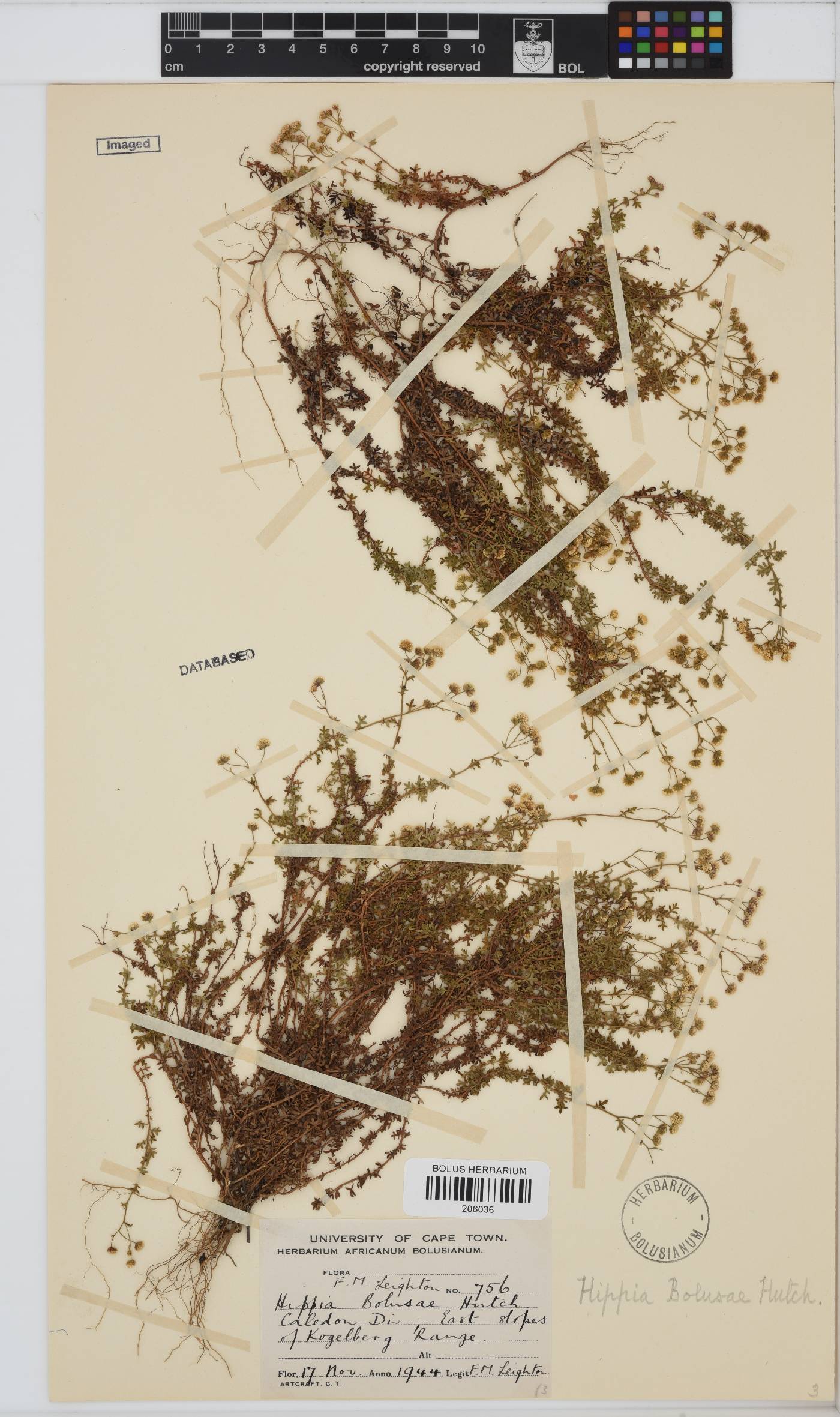 Hippia bolusae image