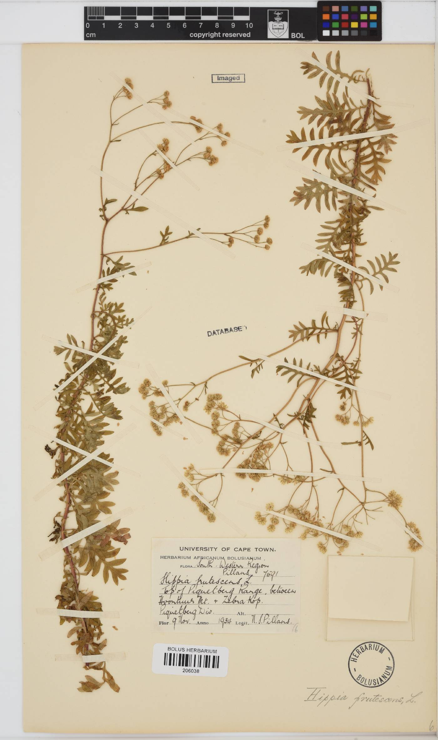 Hippia frutescens image