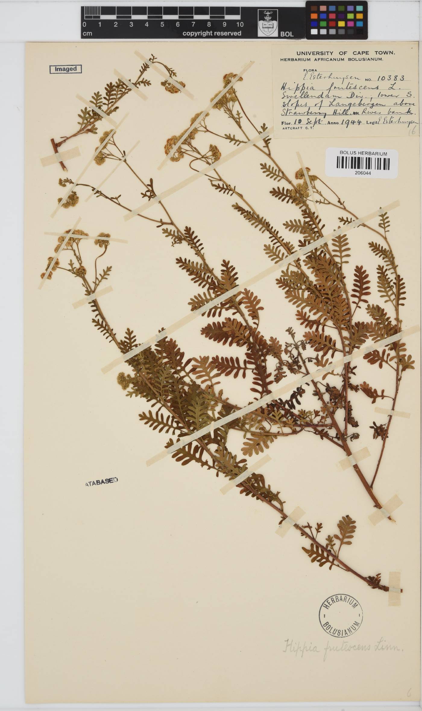 Hippia frutescens image