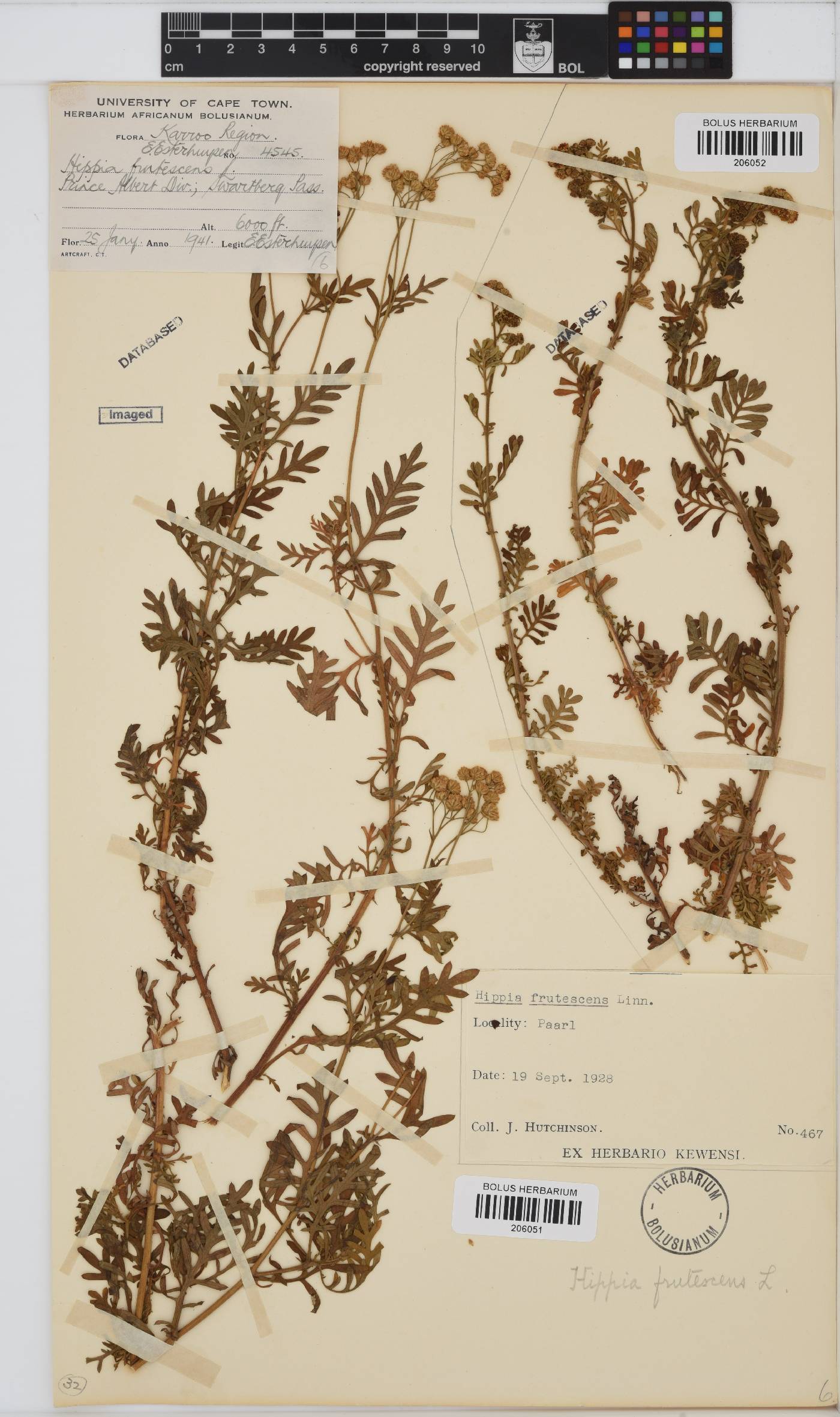 Hippia frutescens image