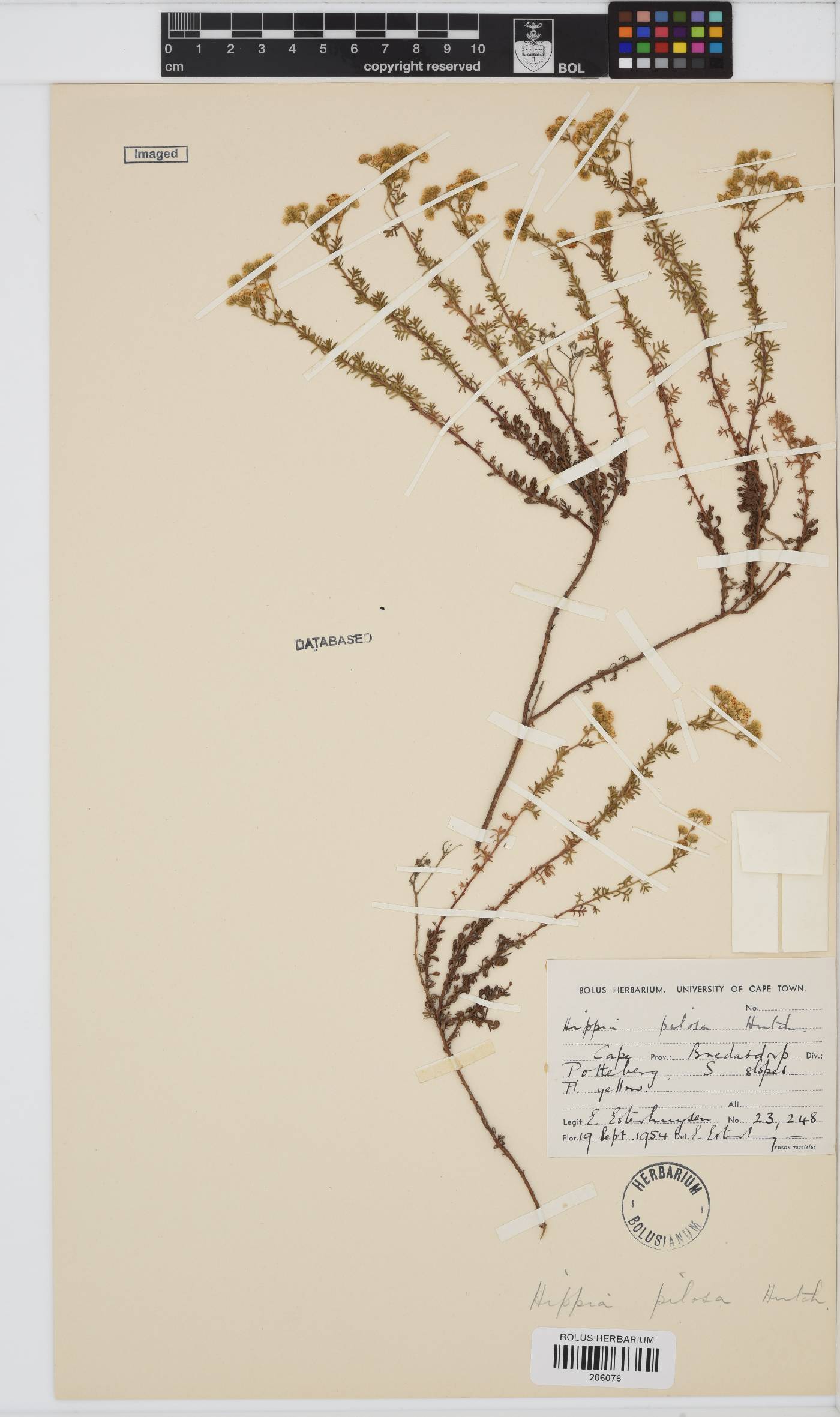 Hippia pilosa image