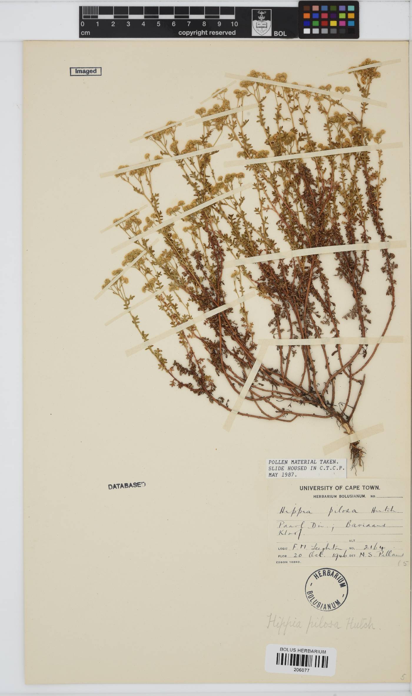 Hippia pilosa image
