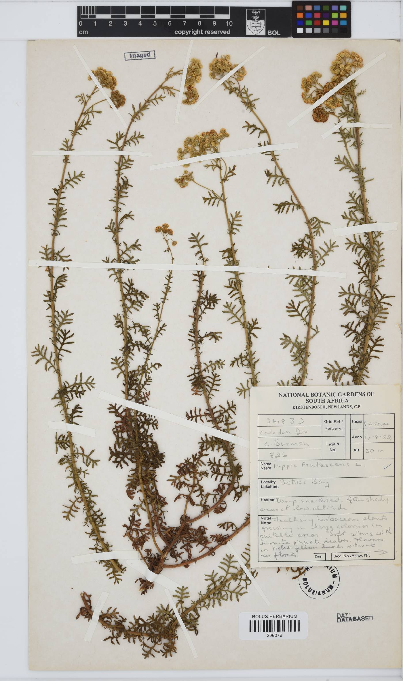 Hippia frutescens image