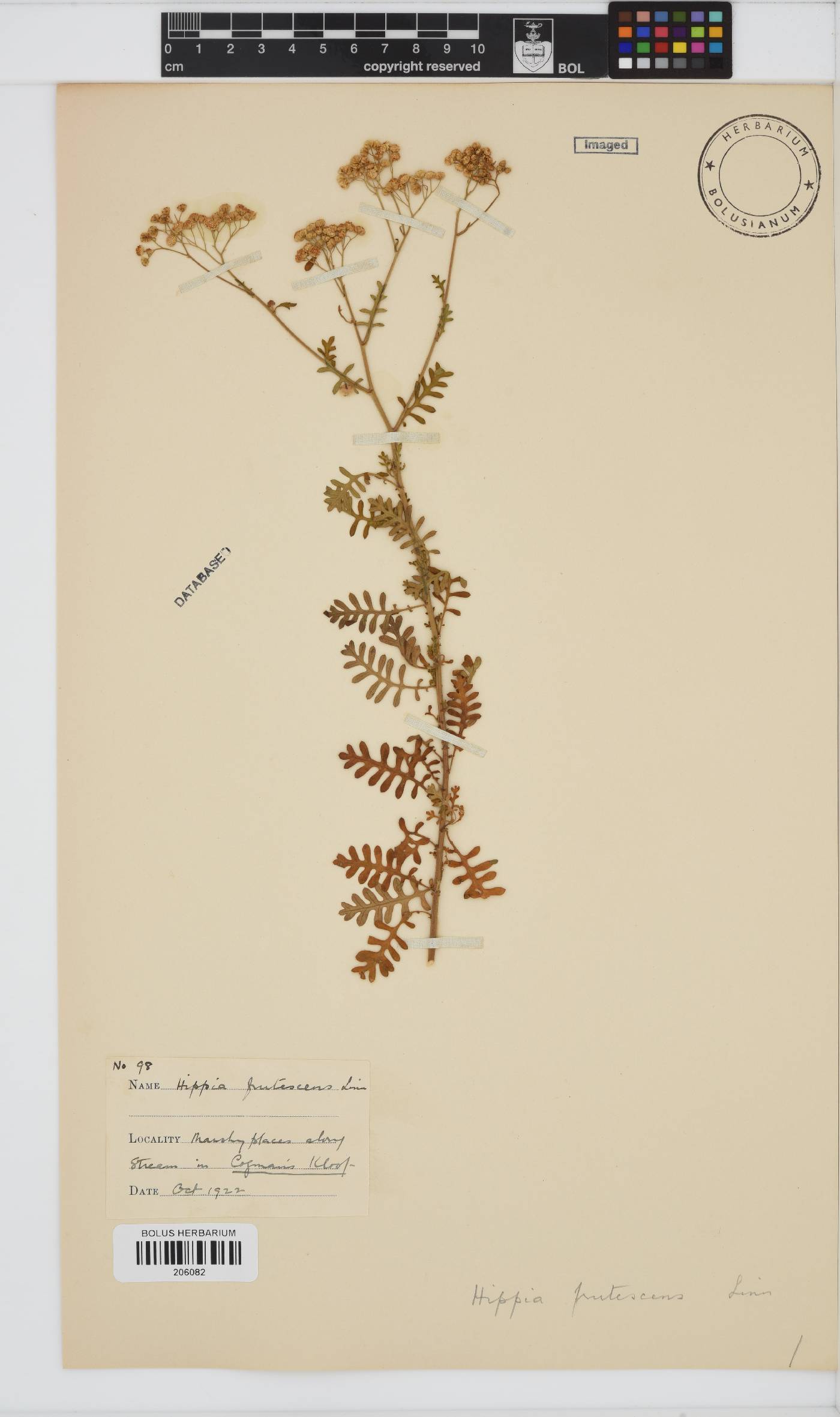 Hippia frutescens image