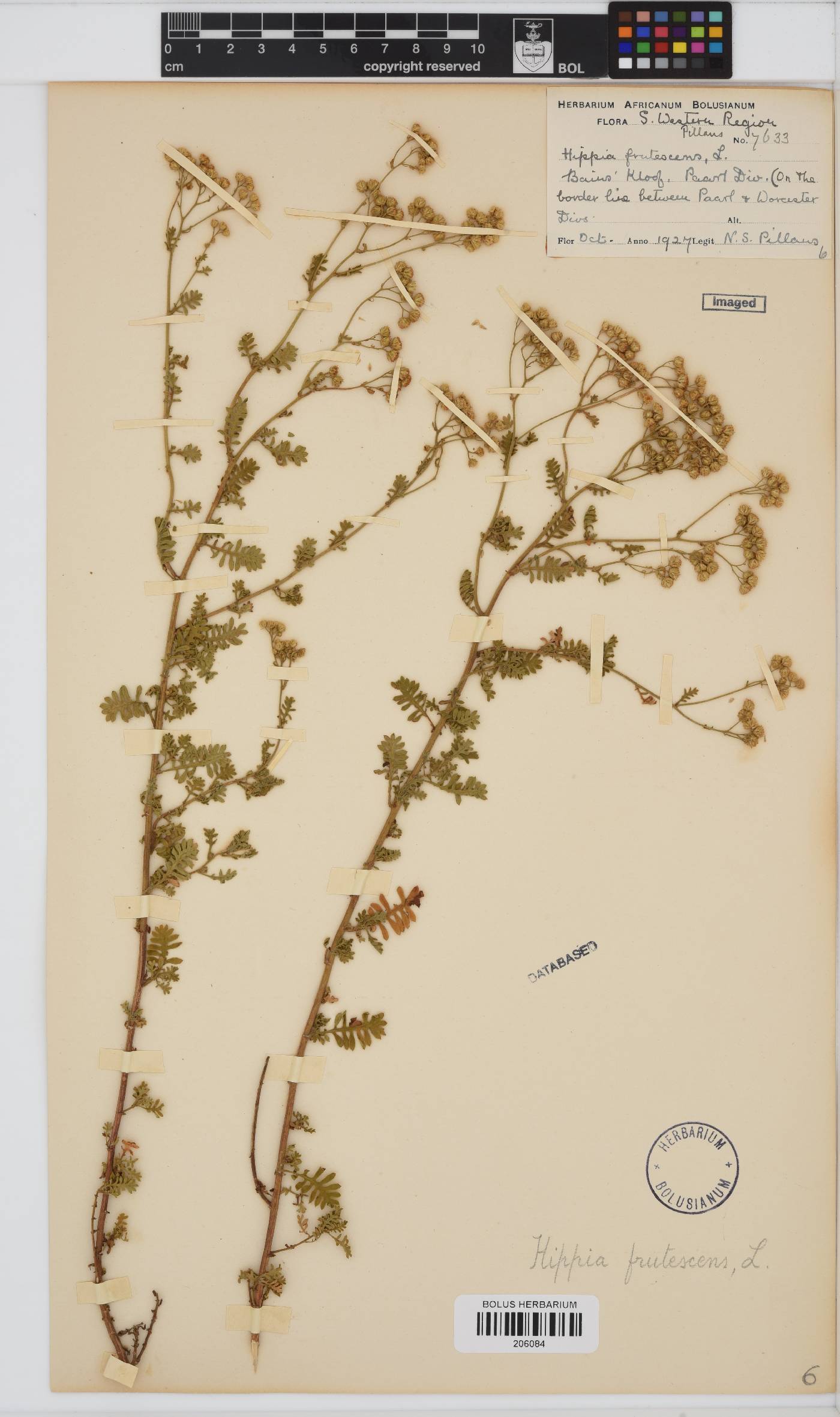 Hippia frutescens image