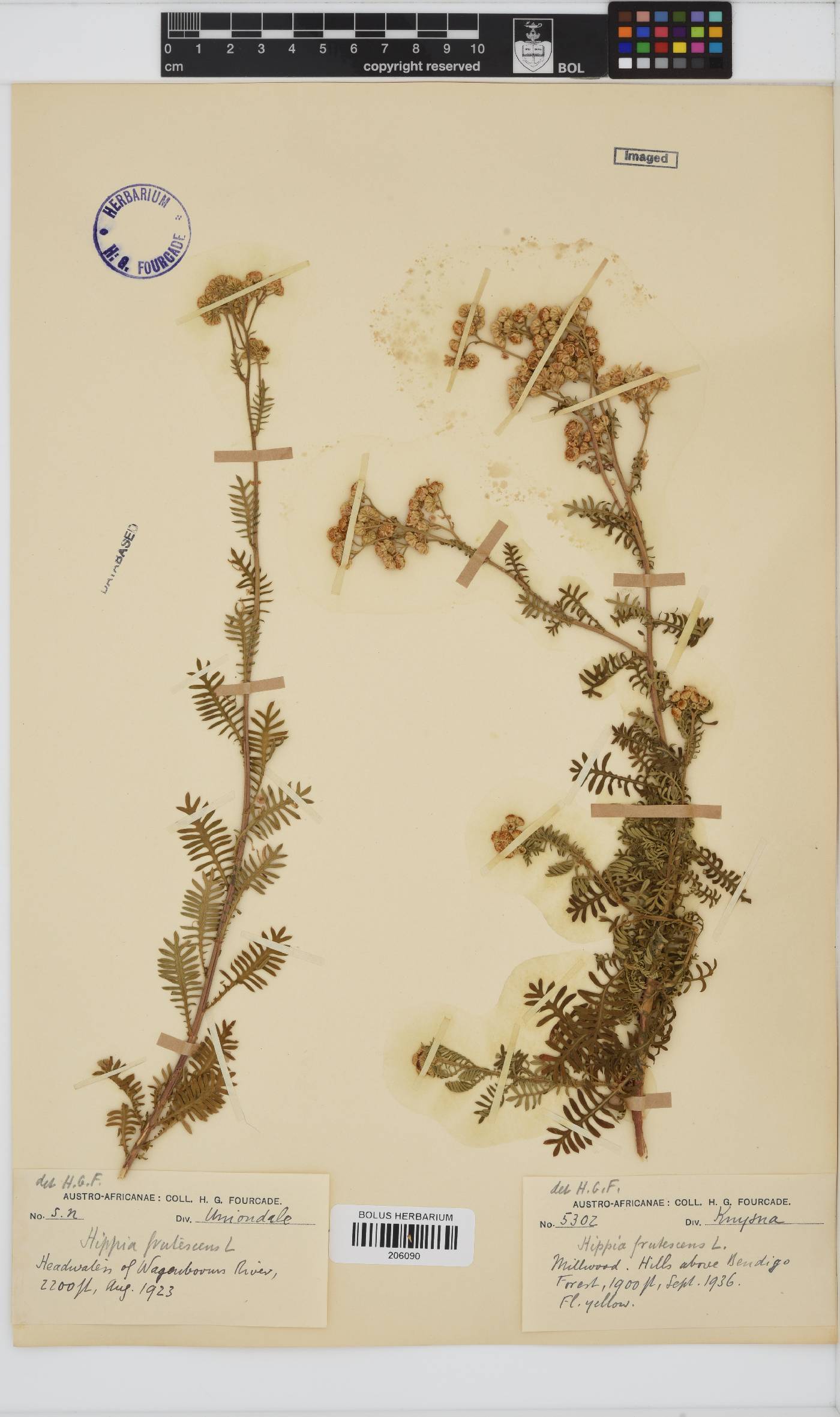 Hippia frutescens image
