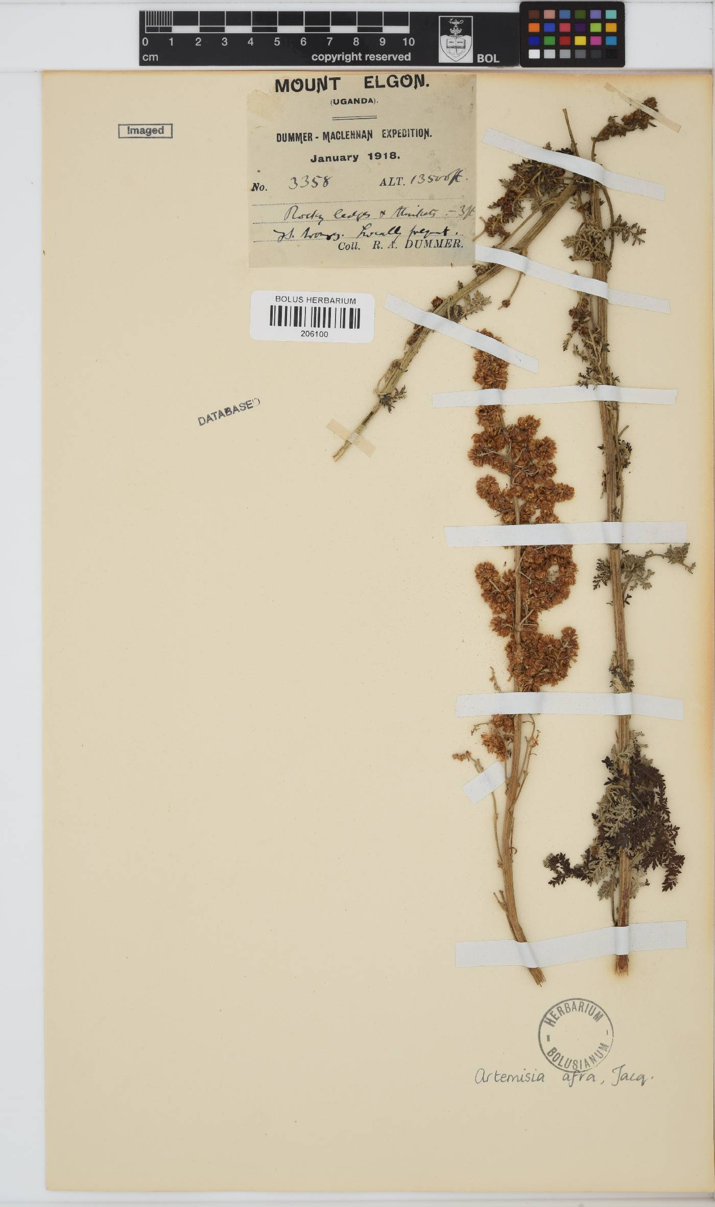 Artemisia afra image