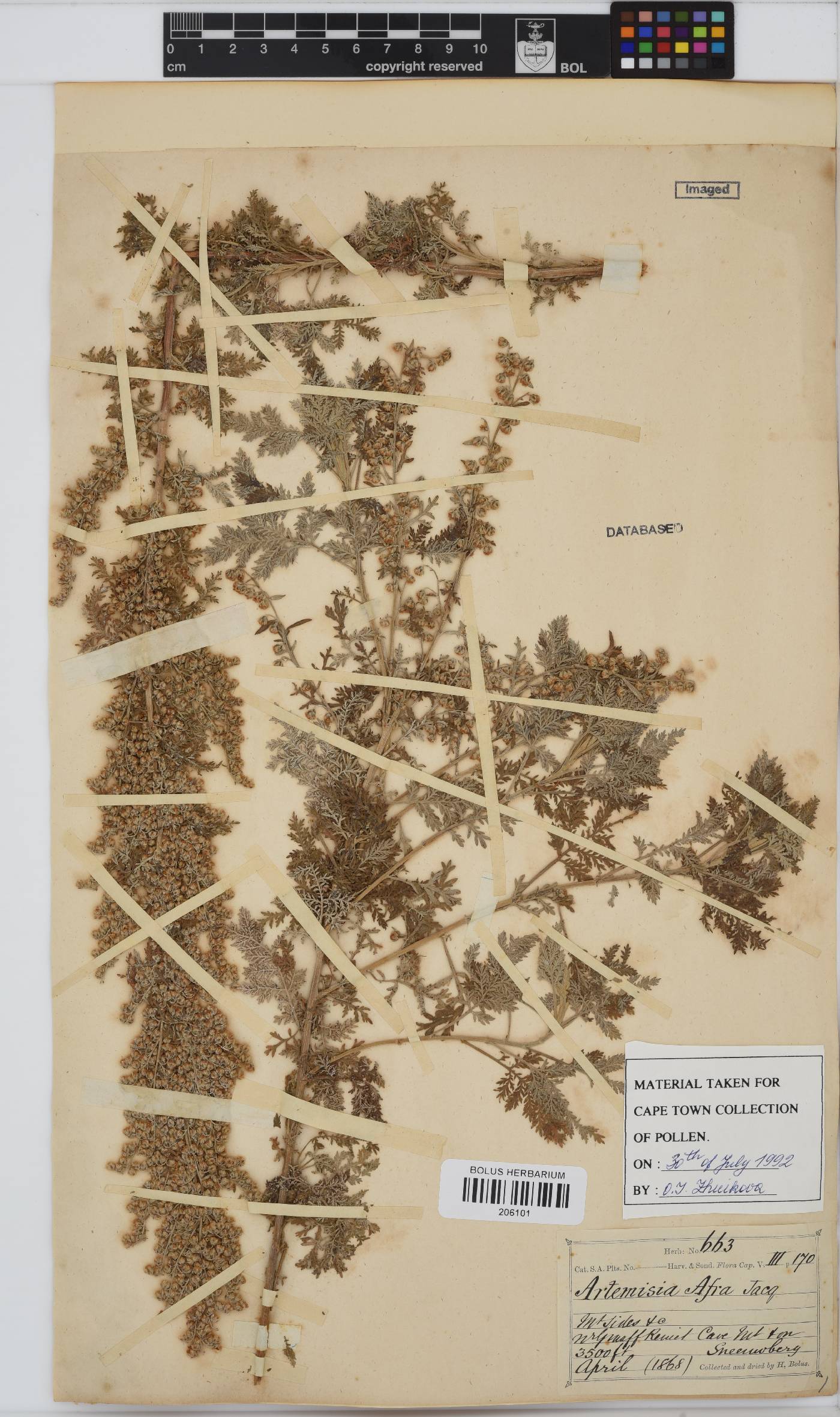 Artemisia afra image