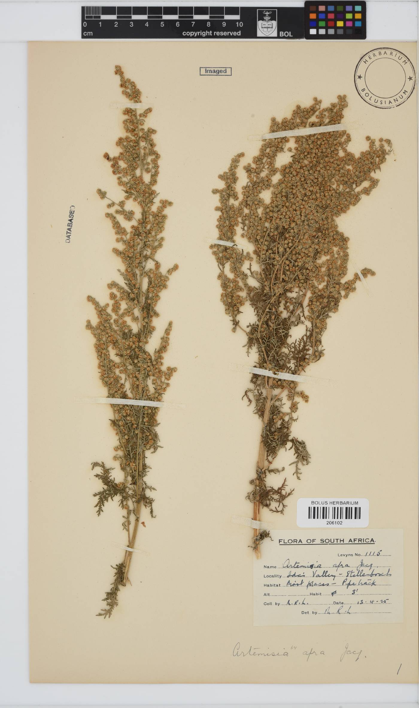 Artemisia afra image