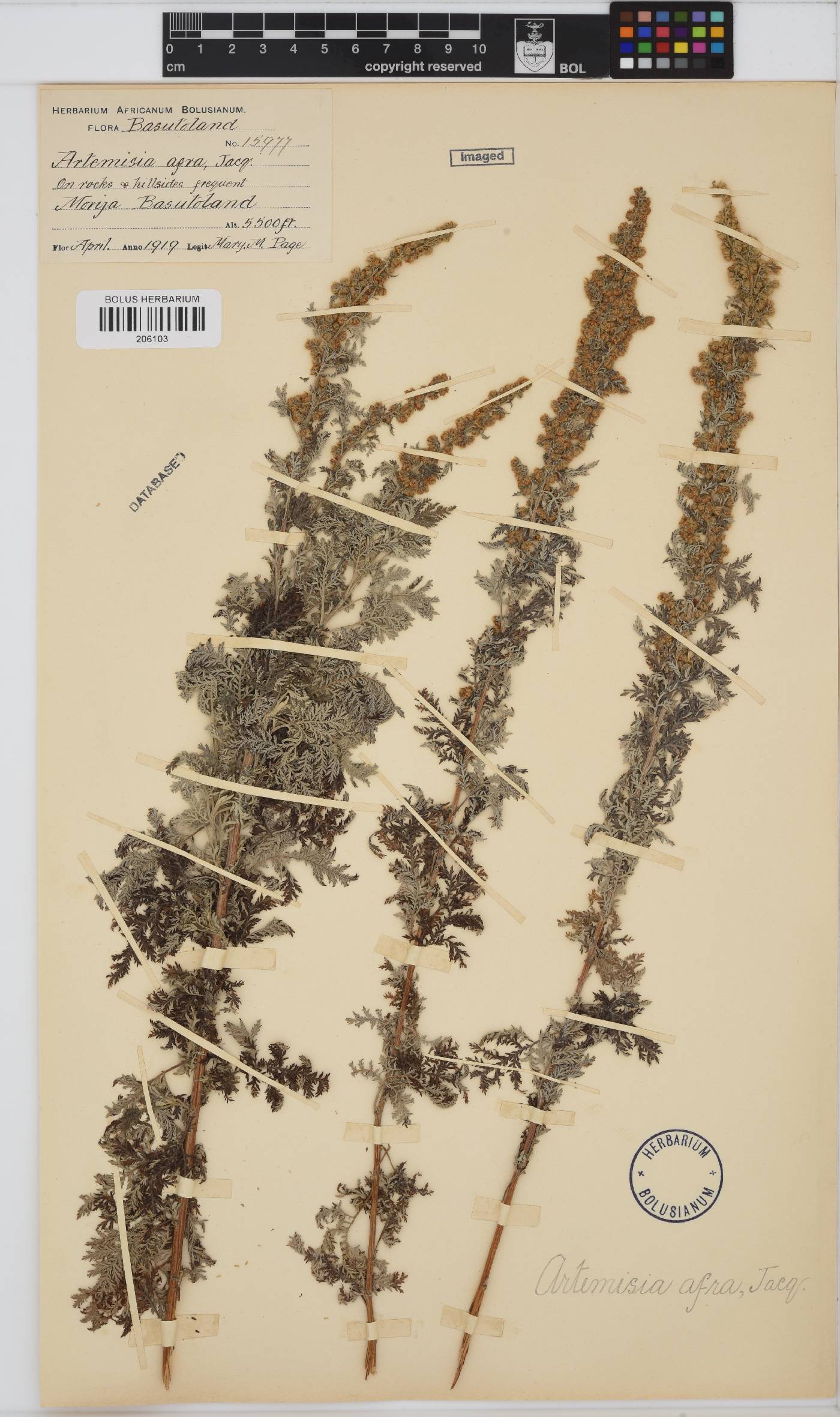 Artemisia afra image