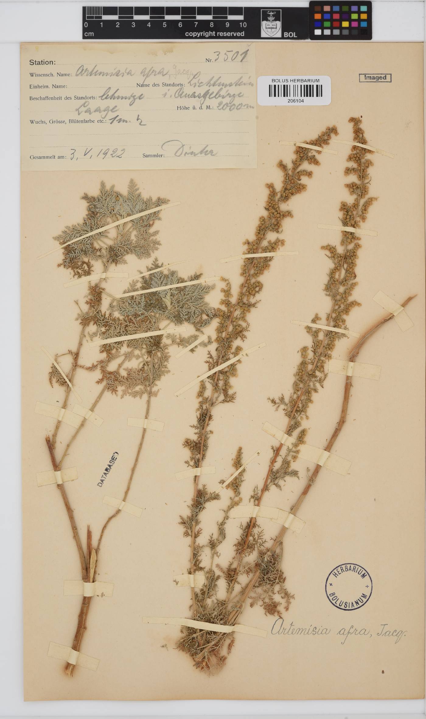 Artemisia afra image