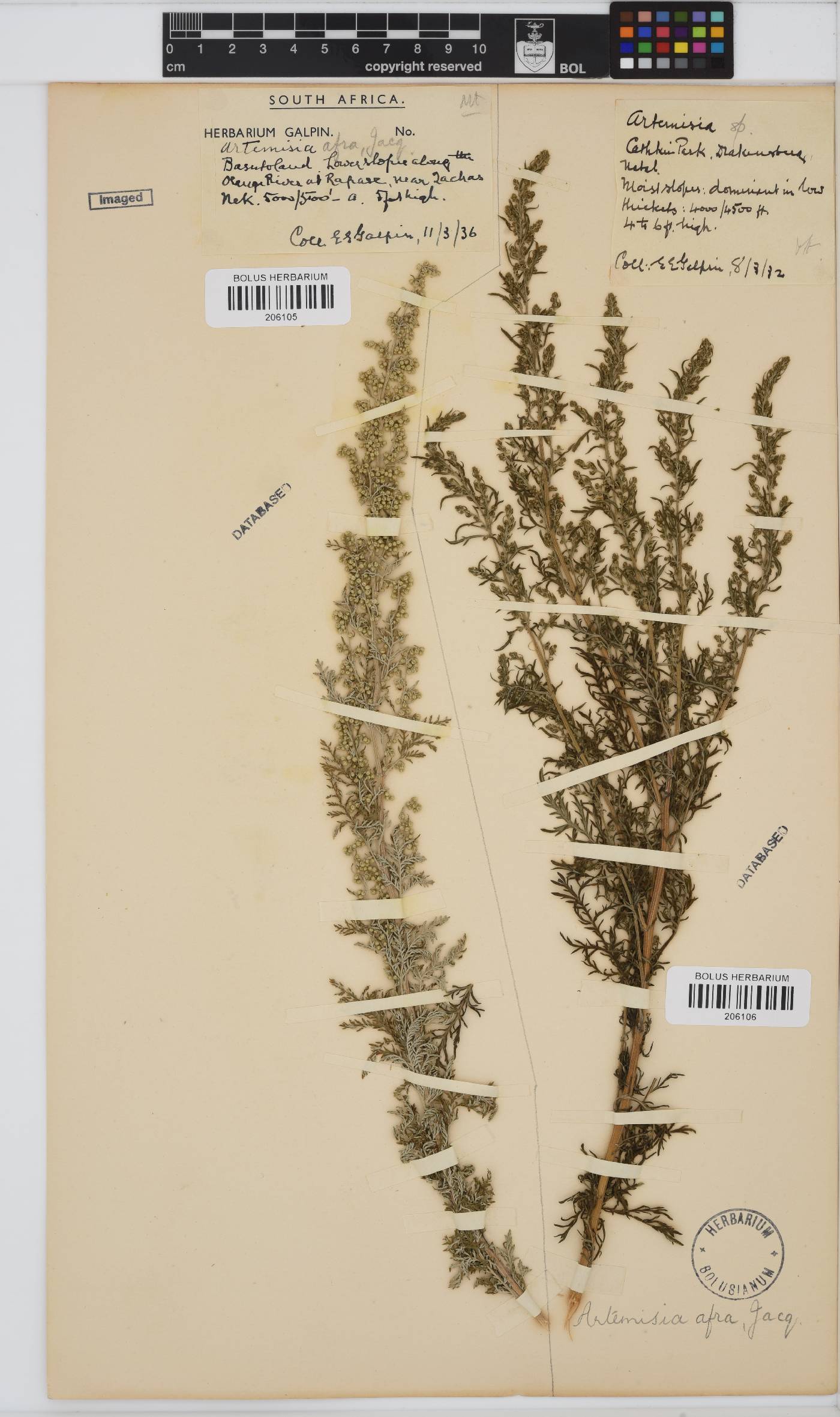 Artemisia afra image