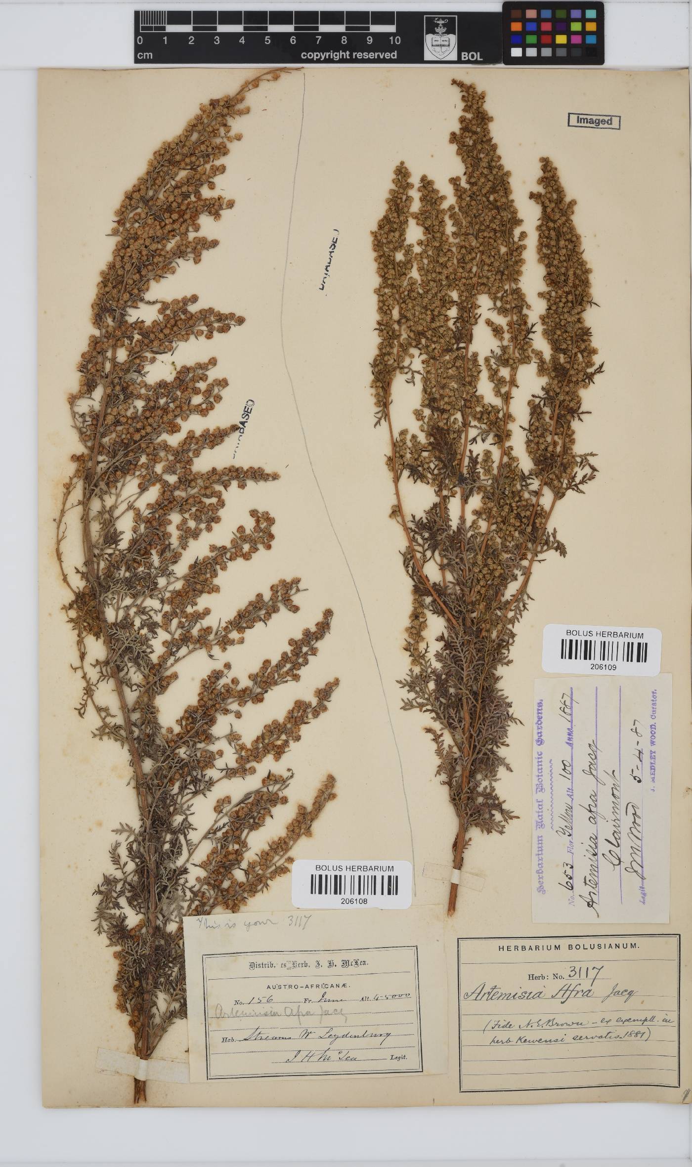 Artemisia afra image