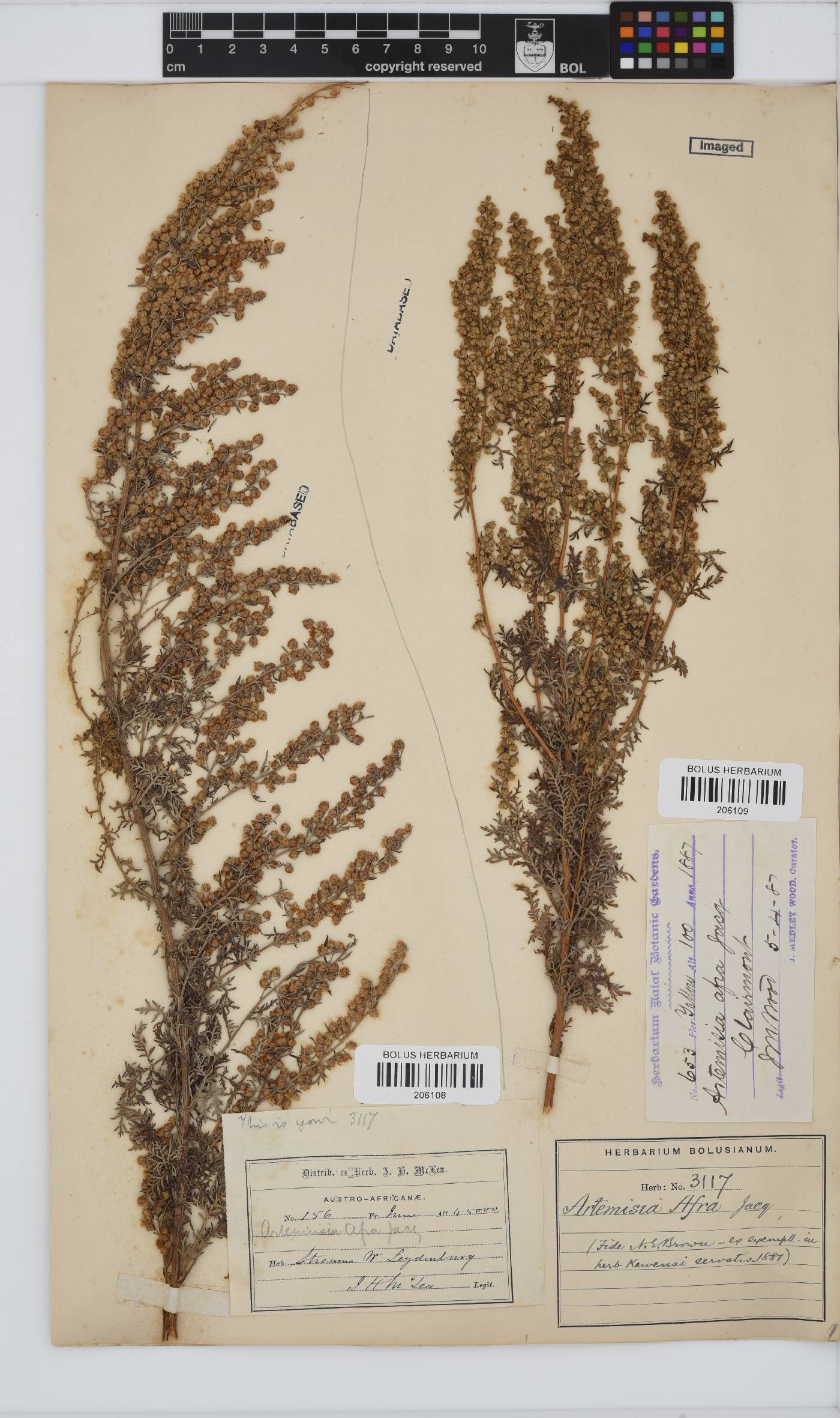 Artemisia afra image
