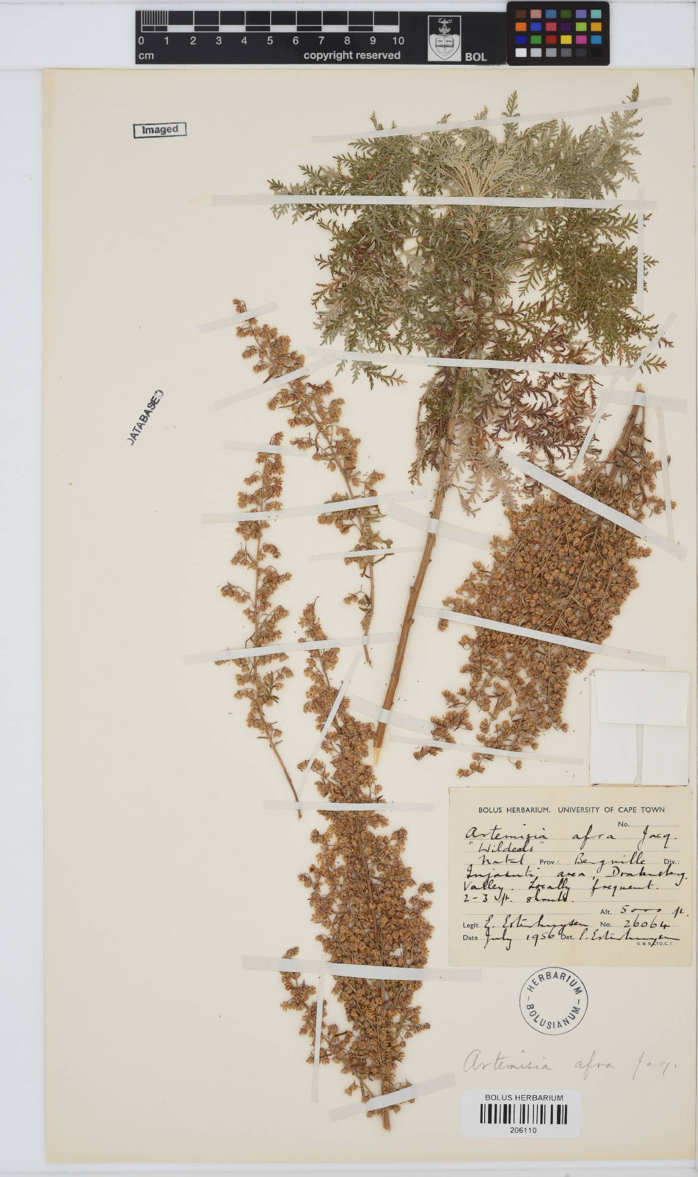 Artemisia image