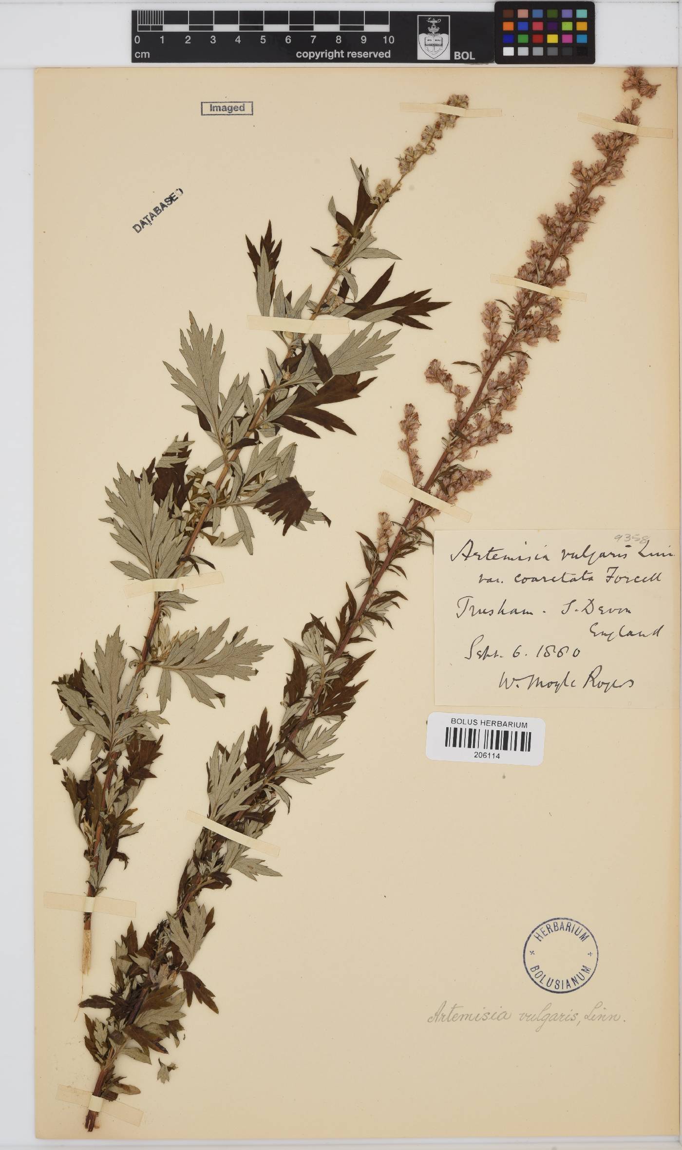 Artemisia vulgaris image