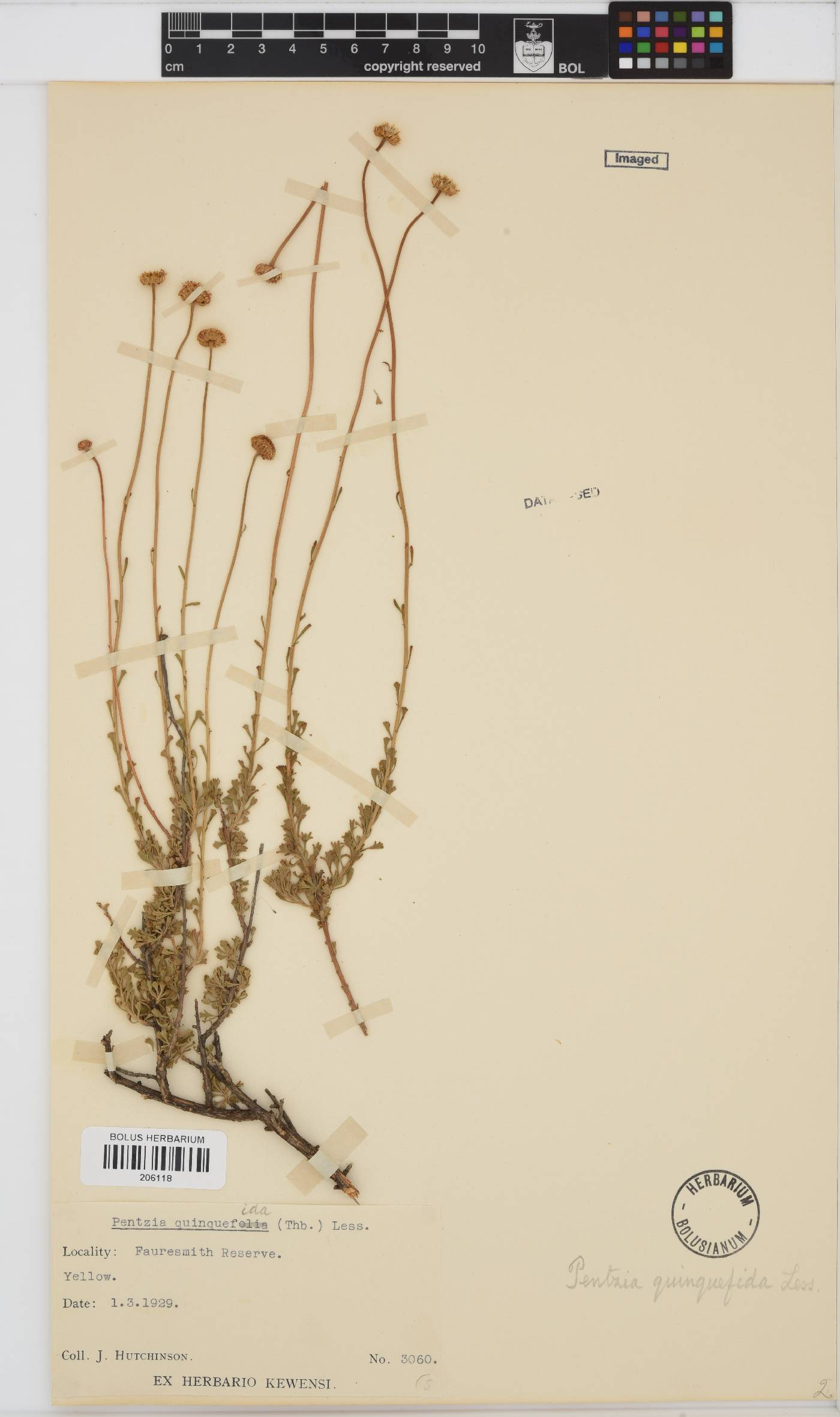 Pentzia quinquefida image