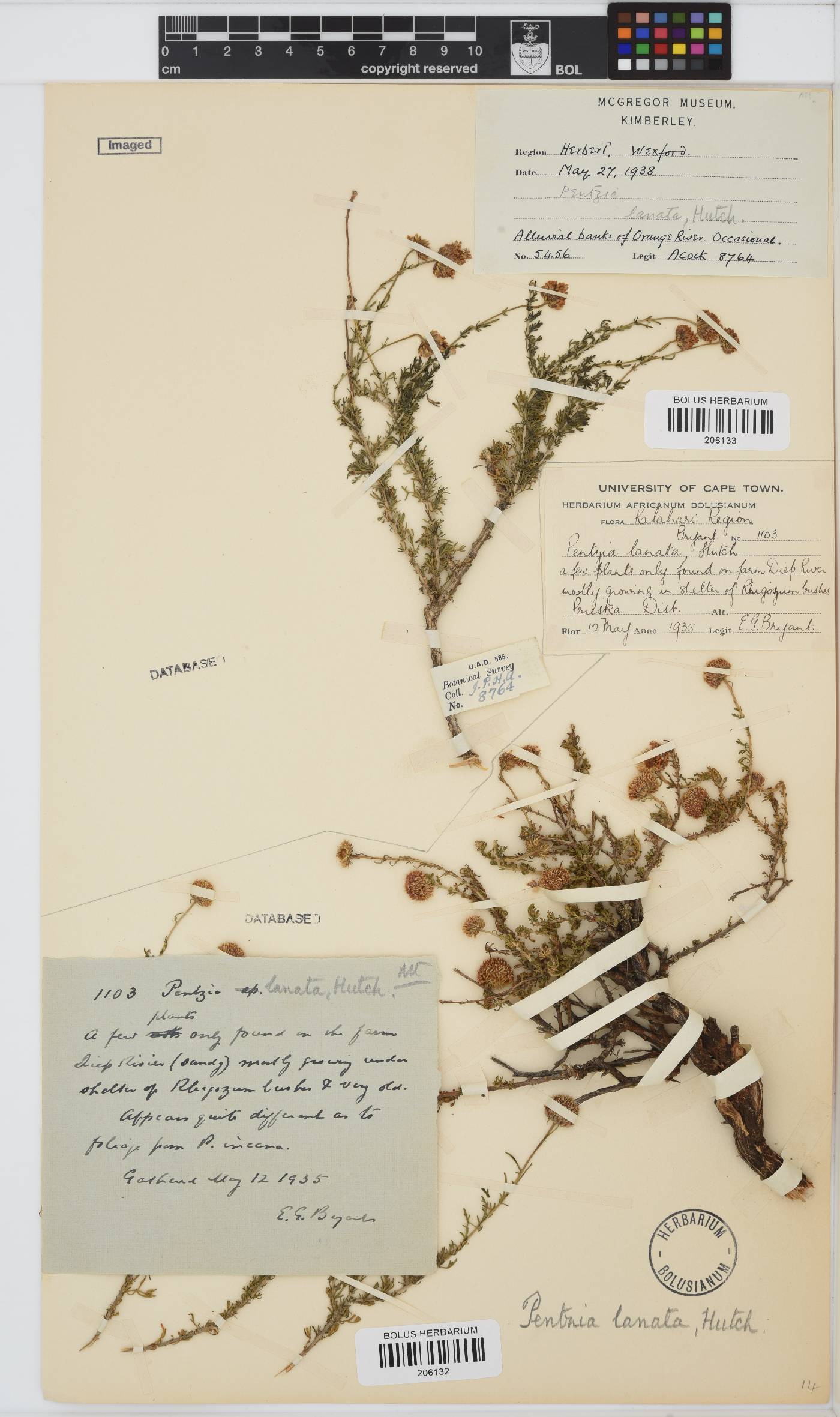 Pentzia spinescens image