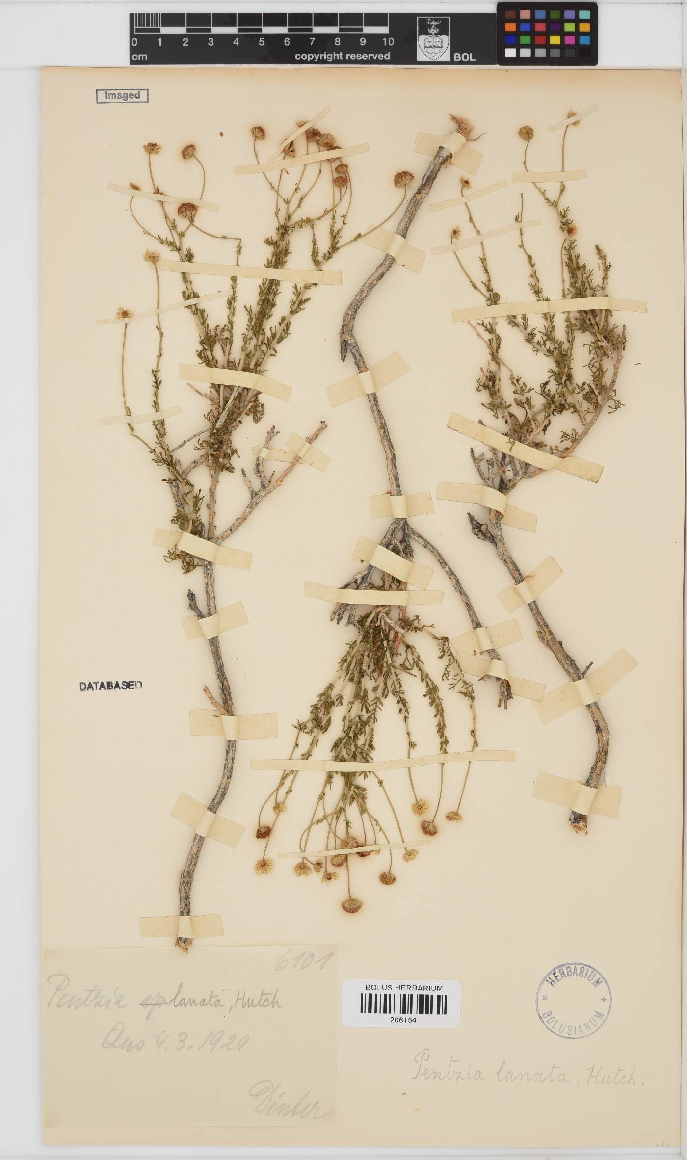 Pentzia spinescens image