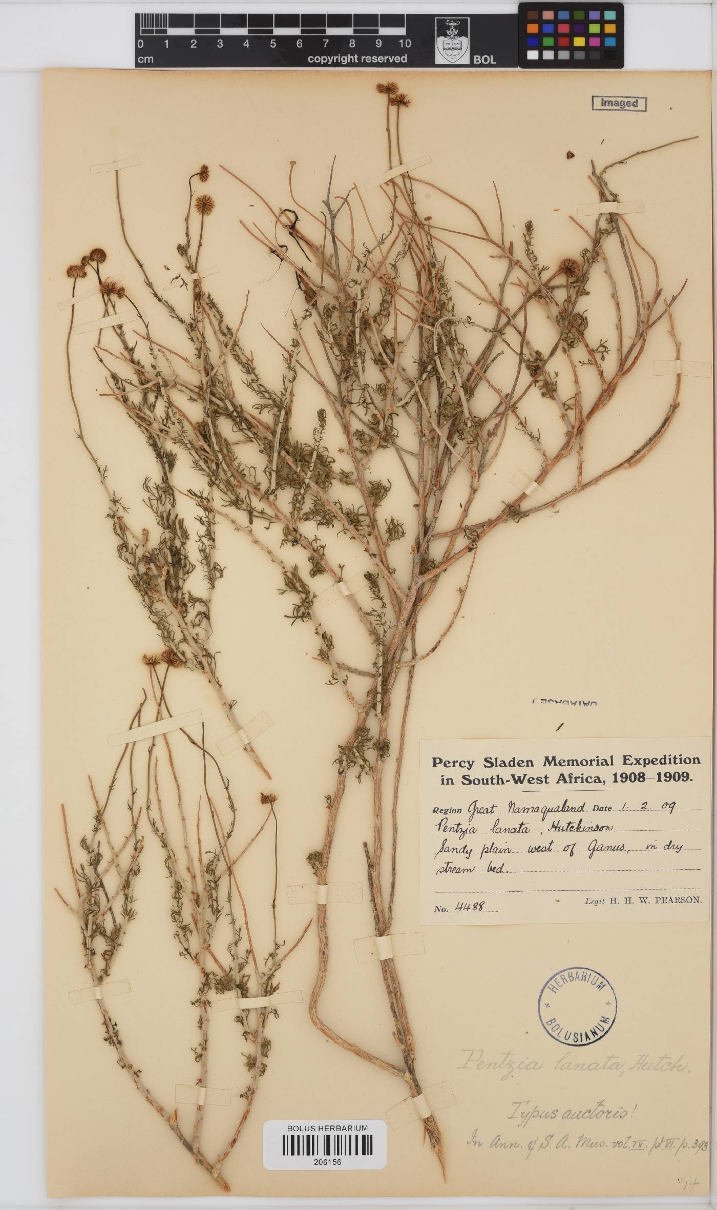 Pentzia spinescens image