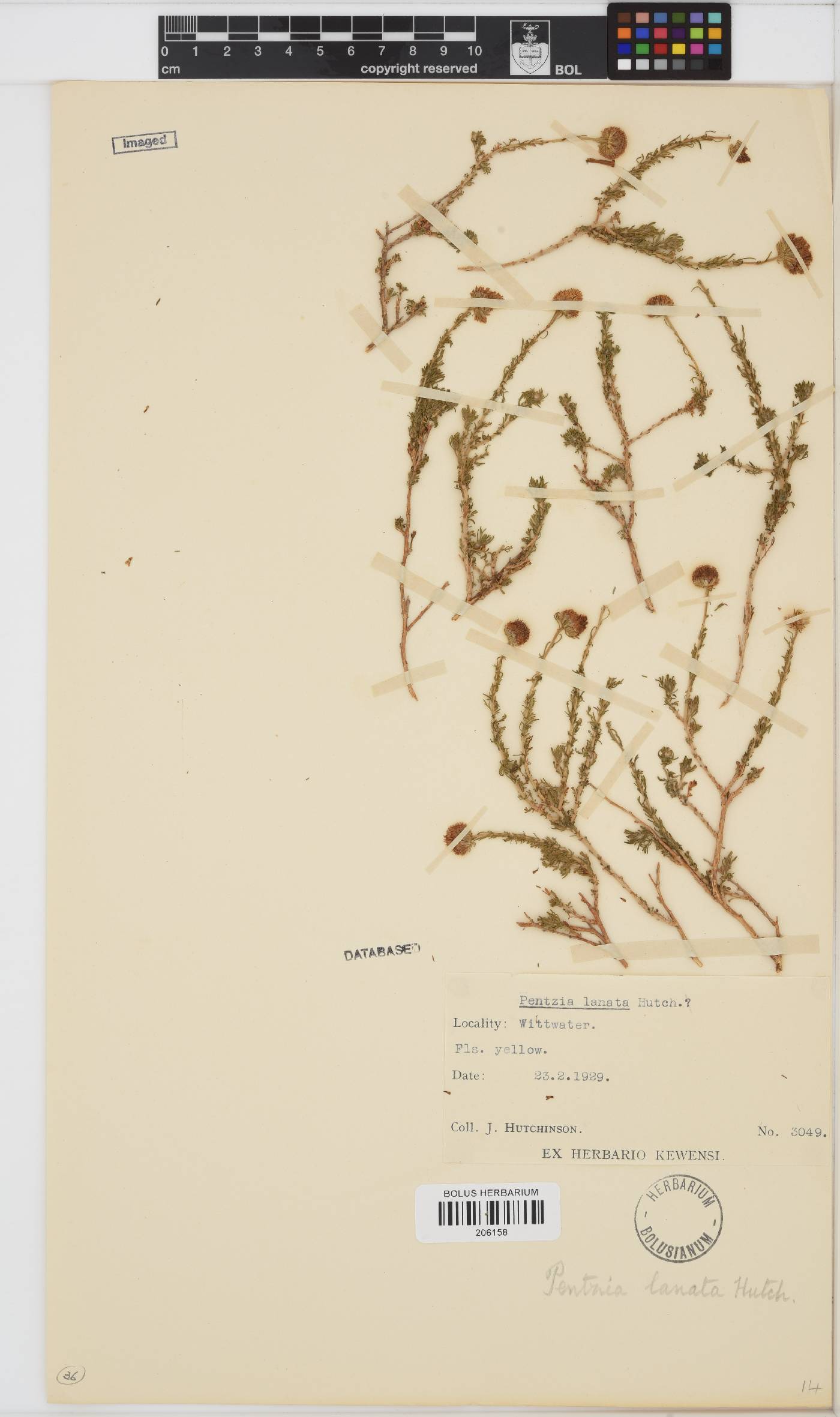 Pentzia spinescens image