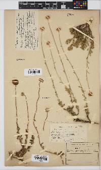 Pentzia sphaerocephala image