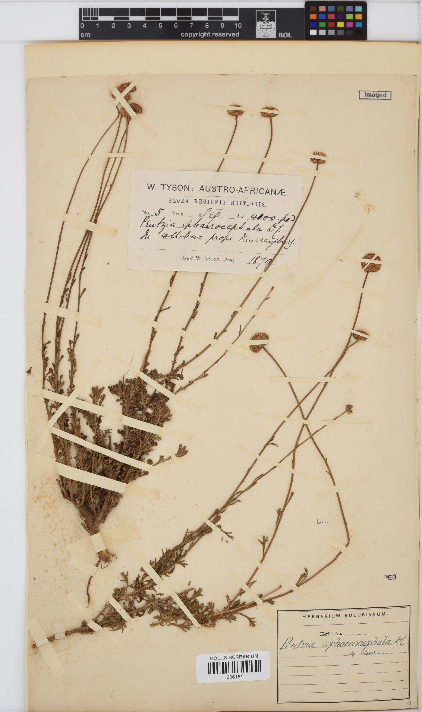 Pentzia sphaerocephala image
