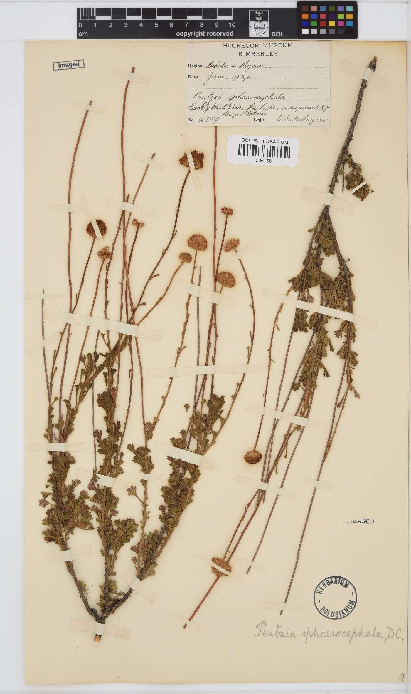 Pentzia sphaerocephala image