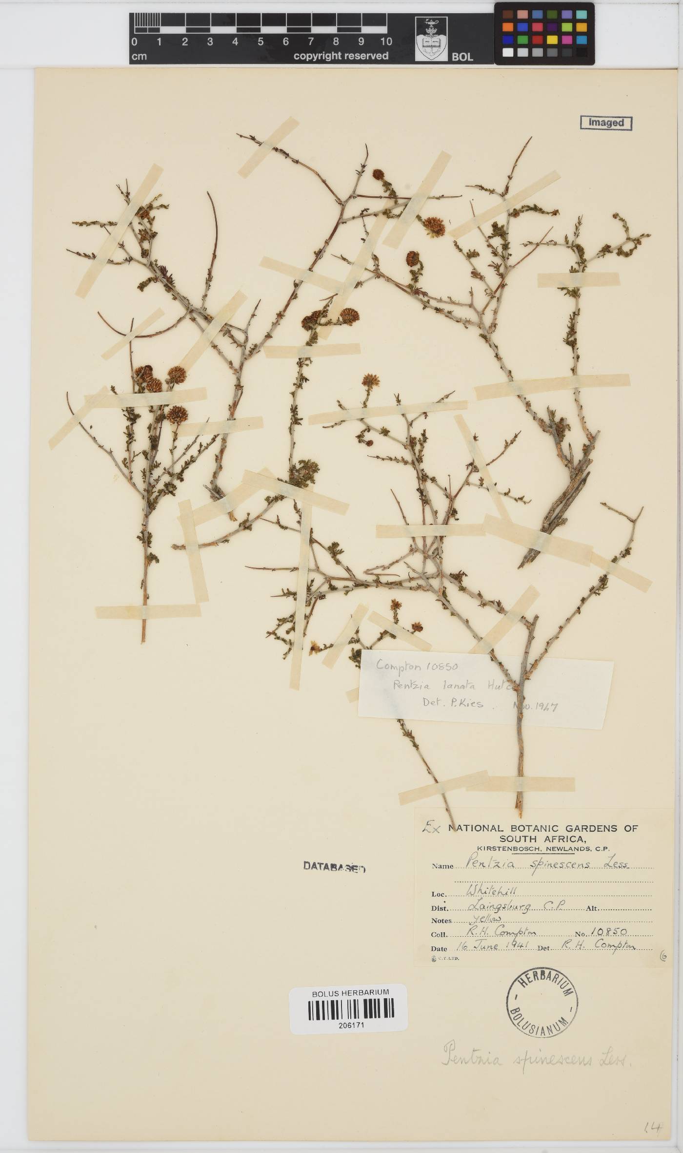 Pentzia spinescens image