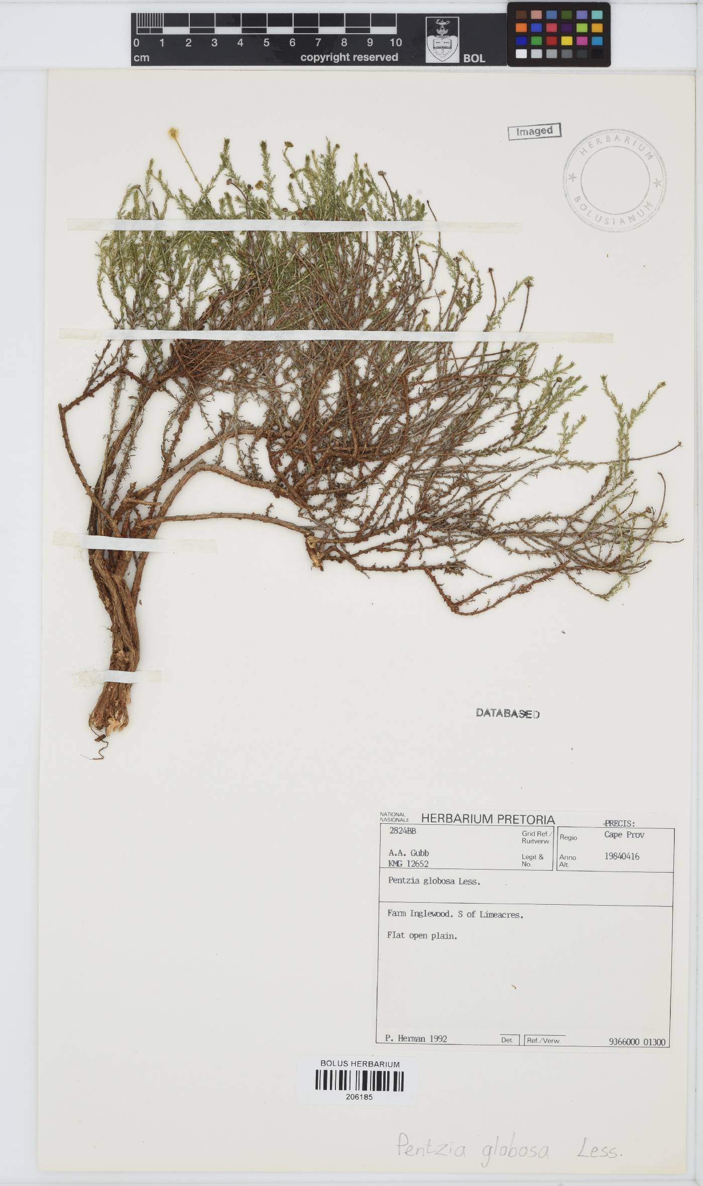 Pentzia globosa image