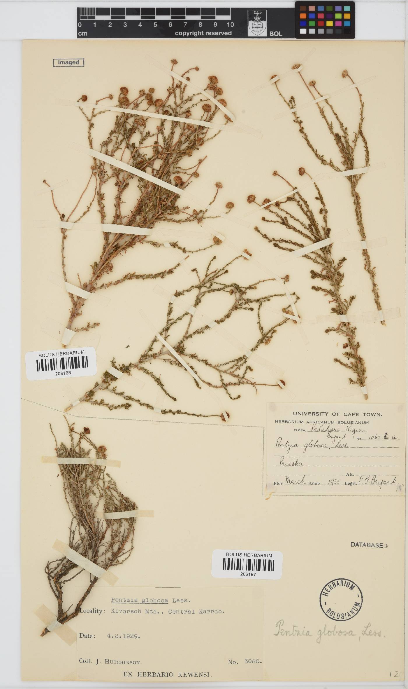 Pentzia globosa image