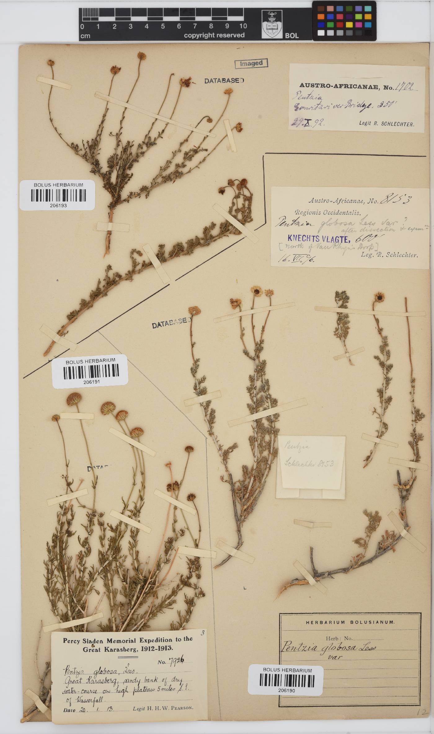 Pentzia globosa image
