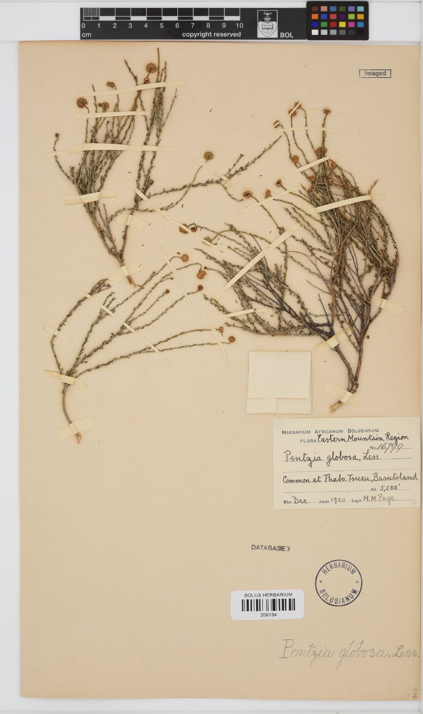 Pentzia globosa image
