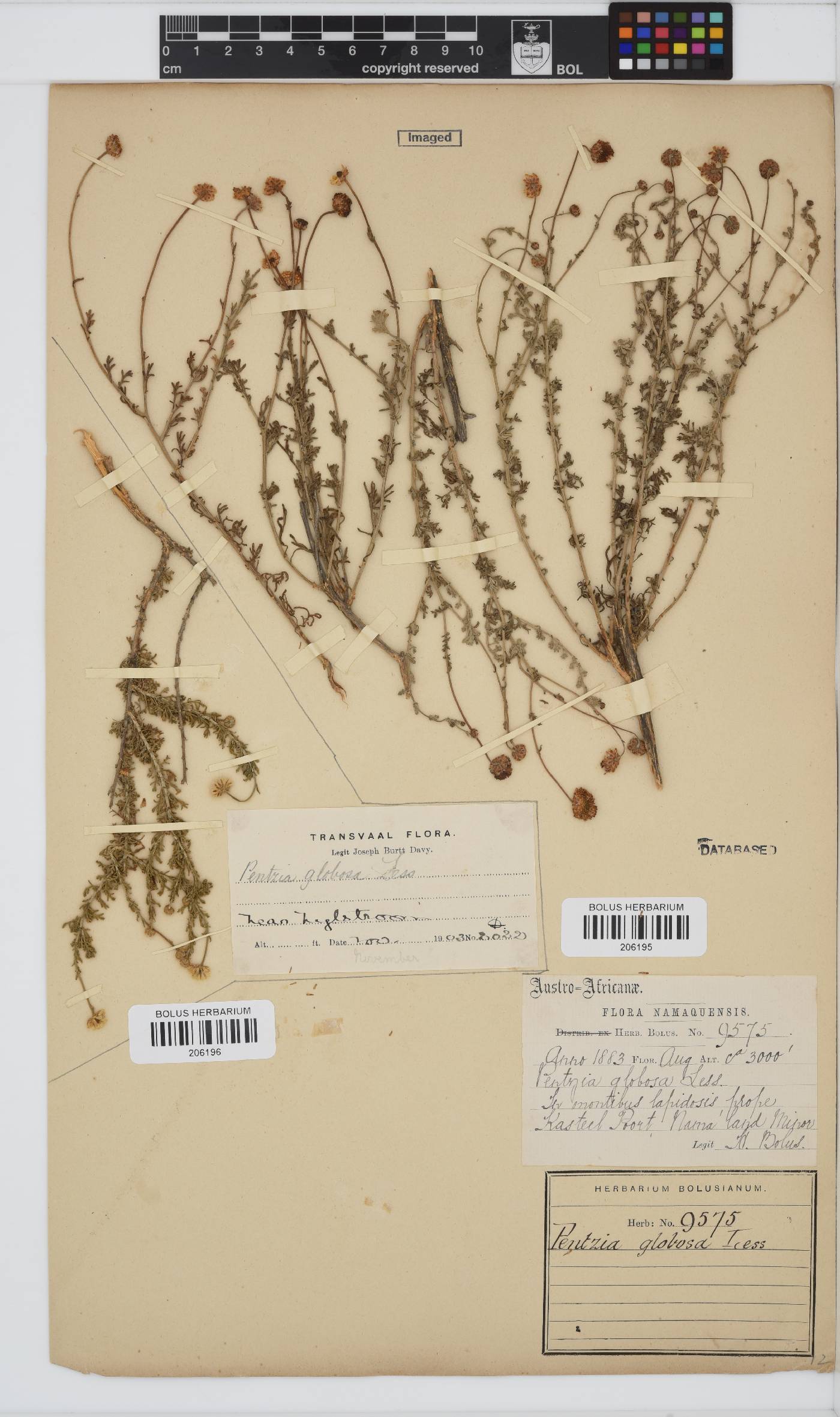 Pentzia globosa image