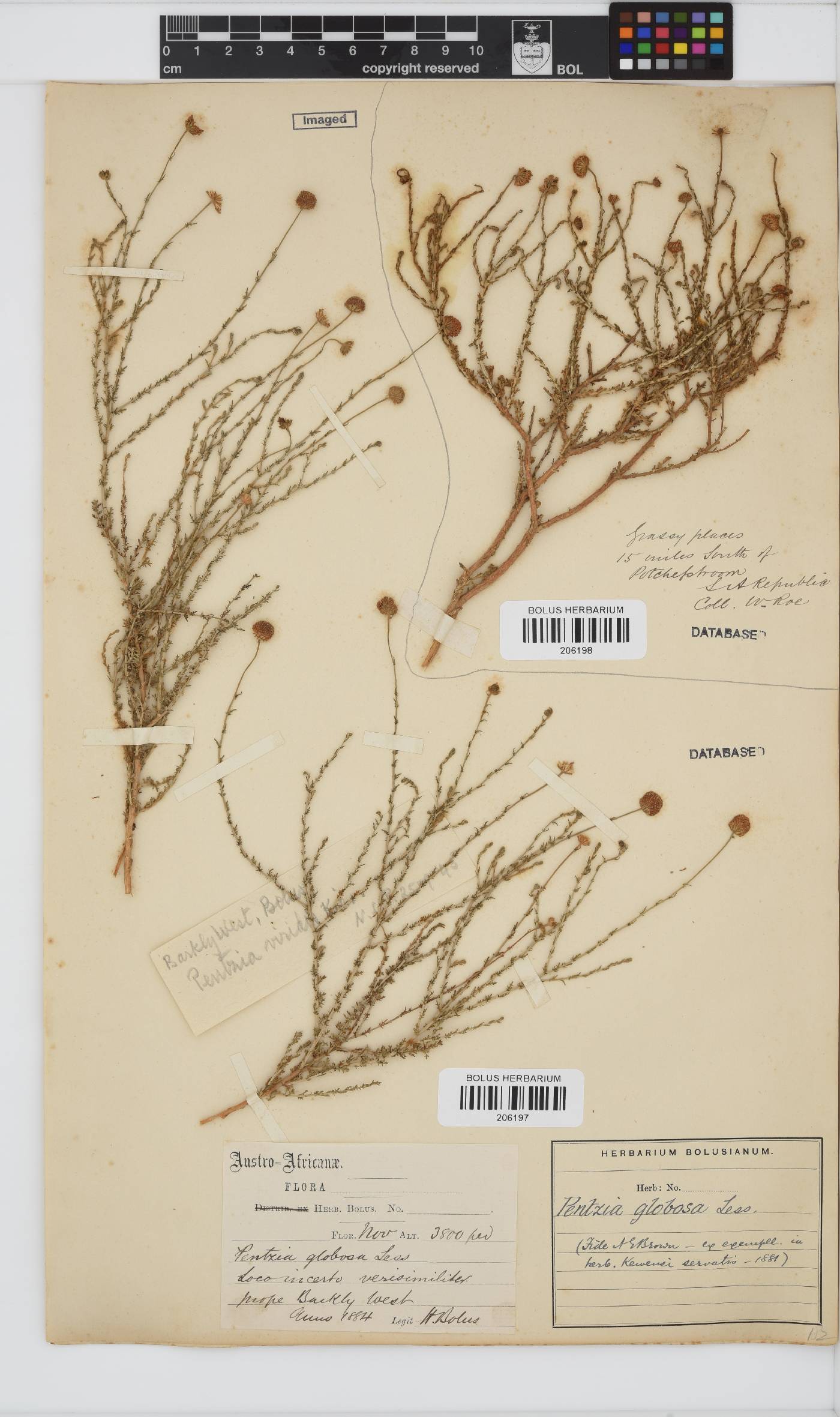 Pentzia globosa image