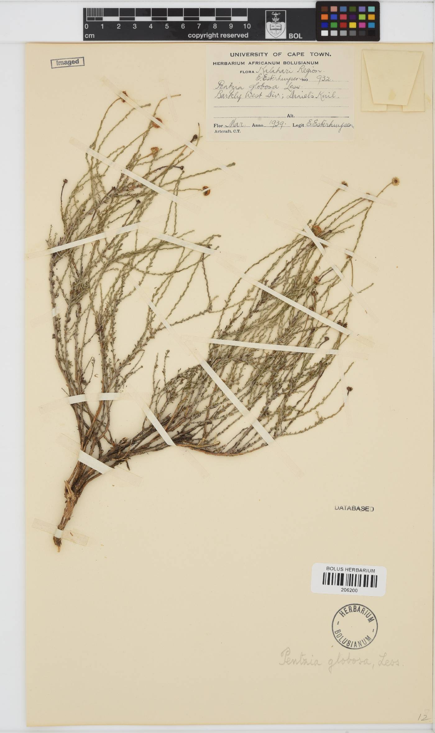 Pentzia globosa image