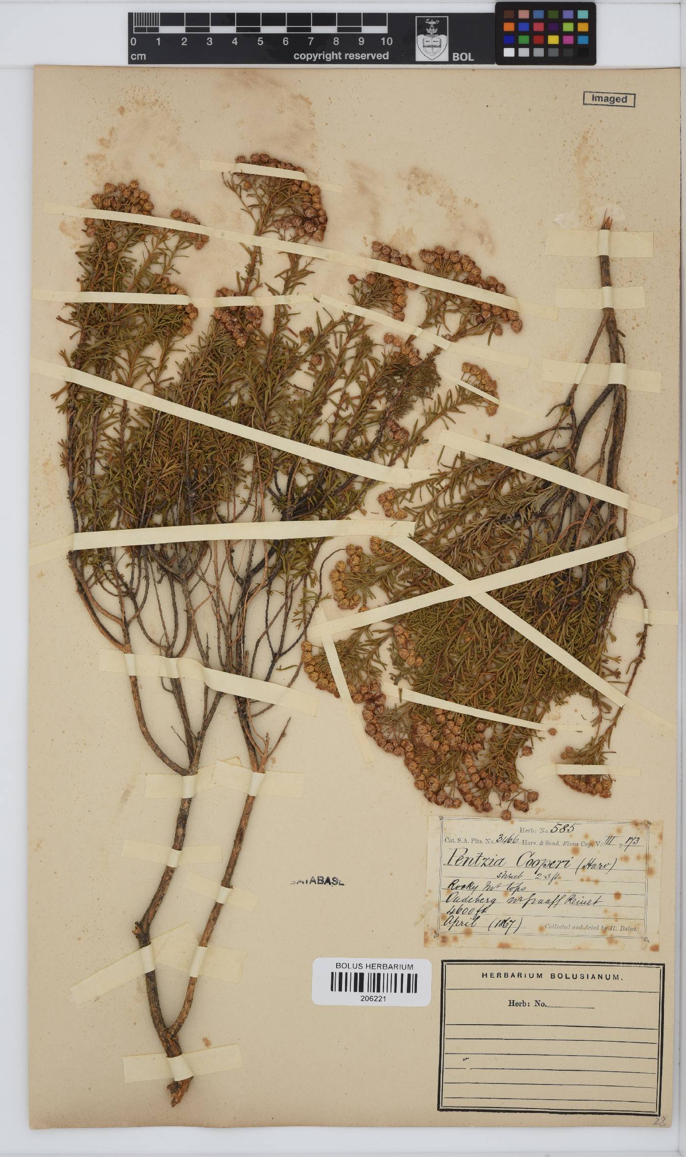 Pentzia cooperi image
