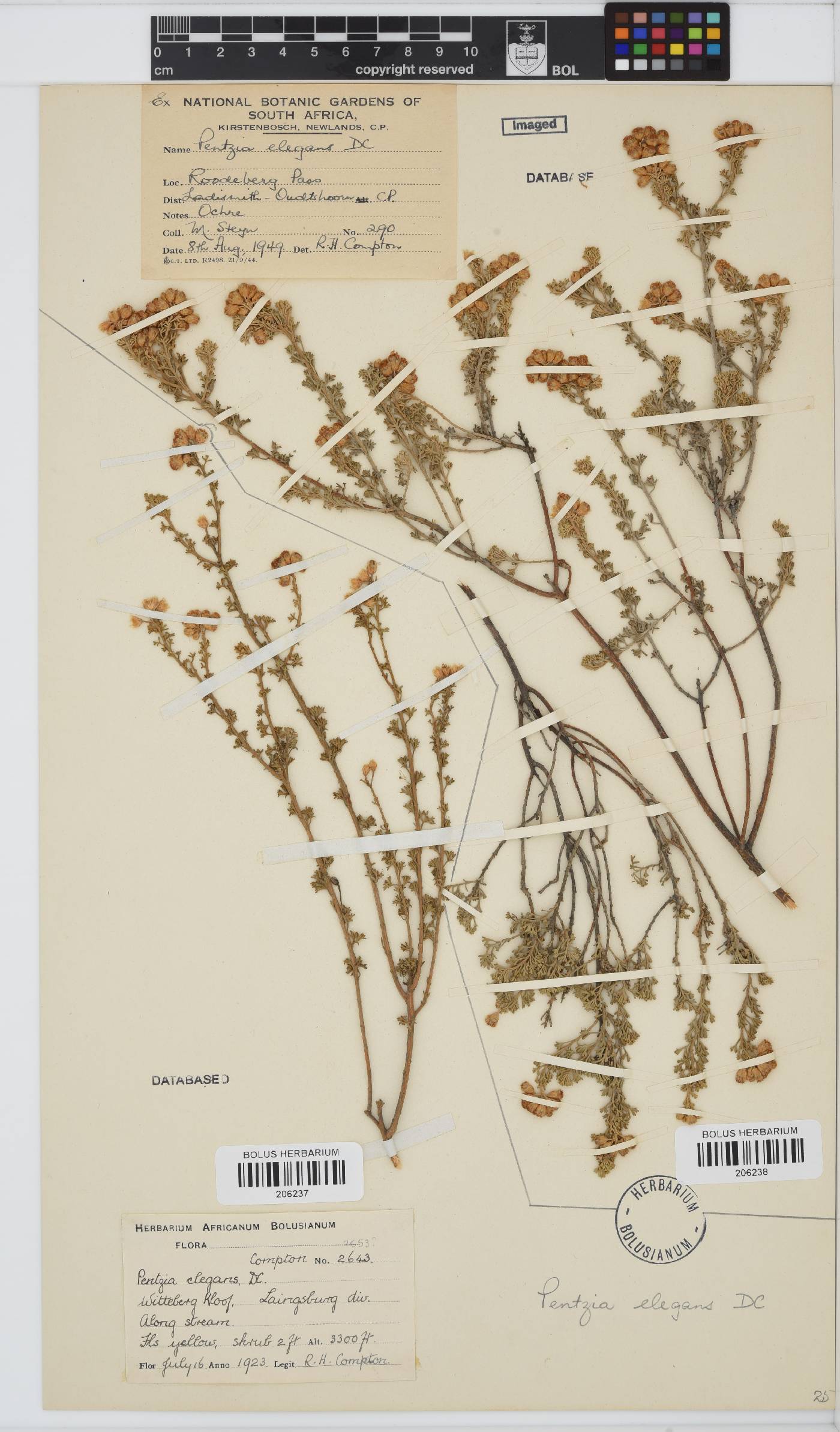 Pentzia elegans image