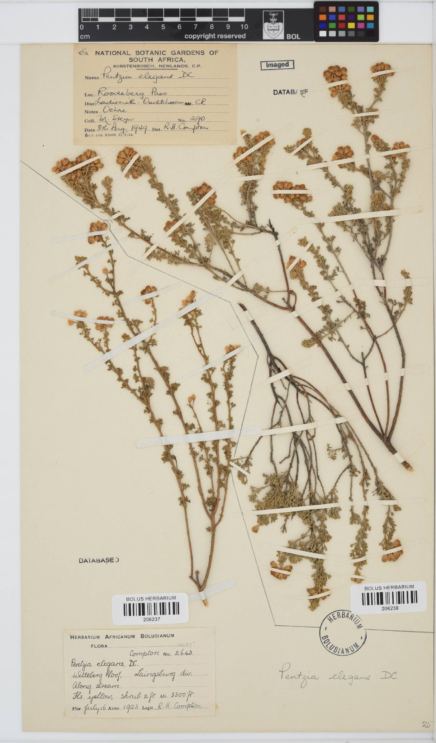 Pentzia elegans image