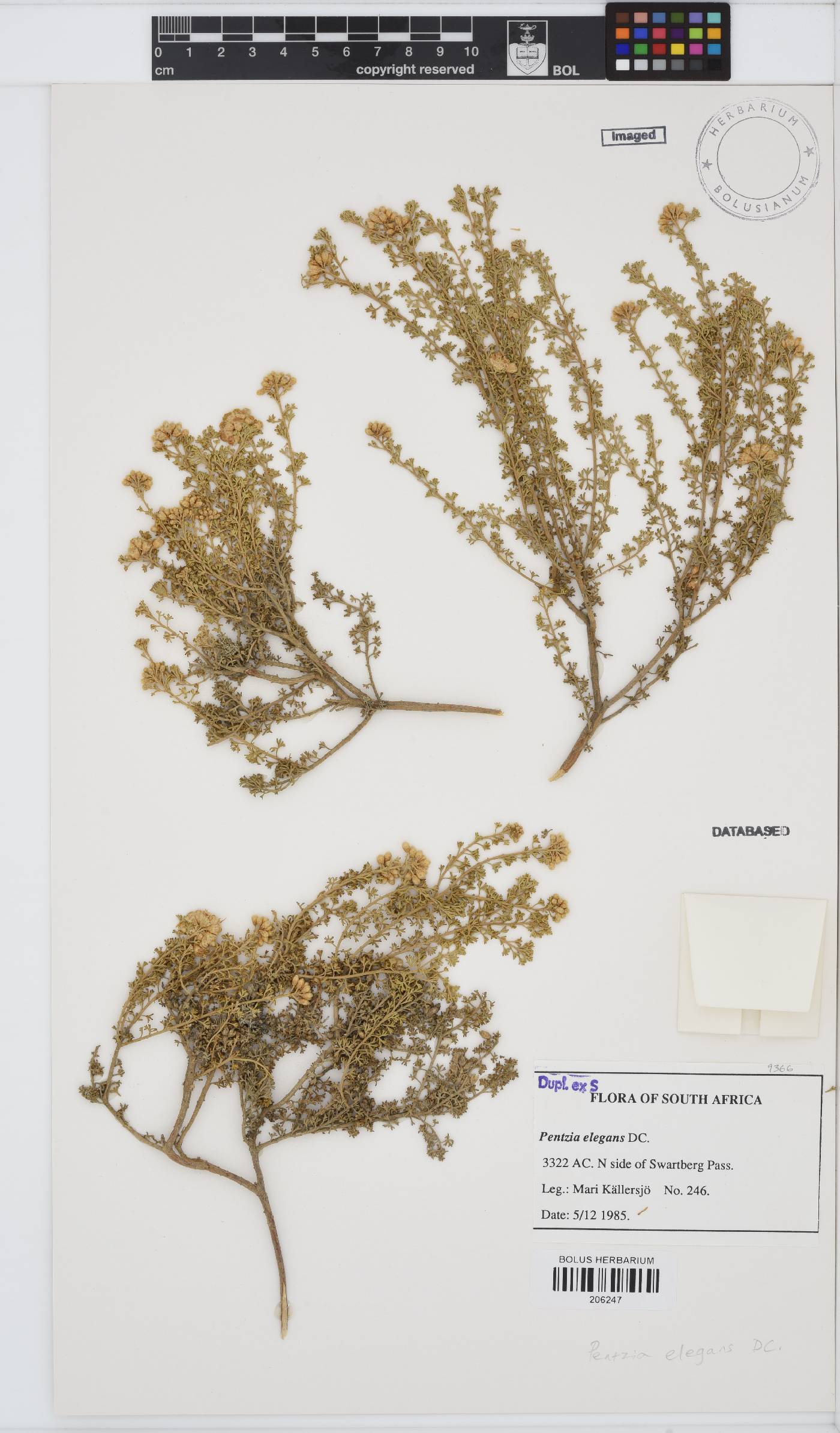 Pentzia elegans image