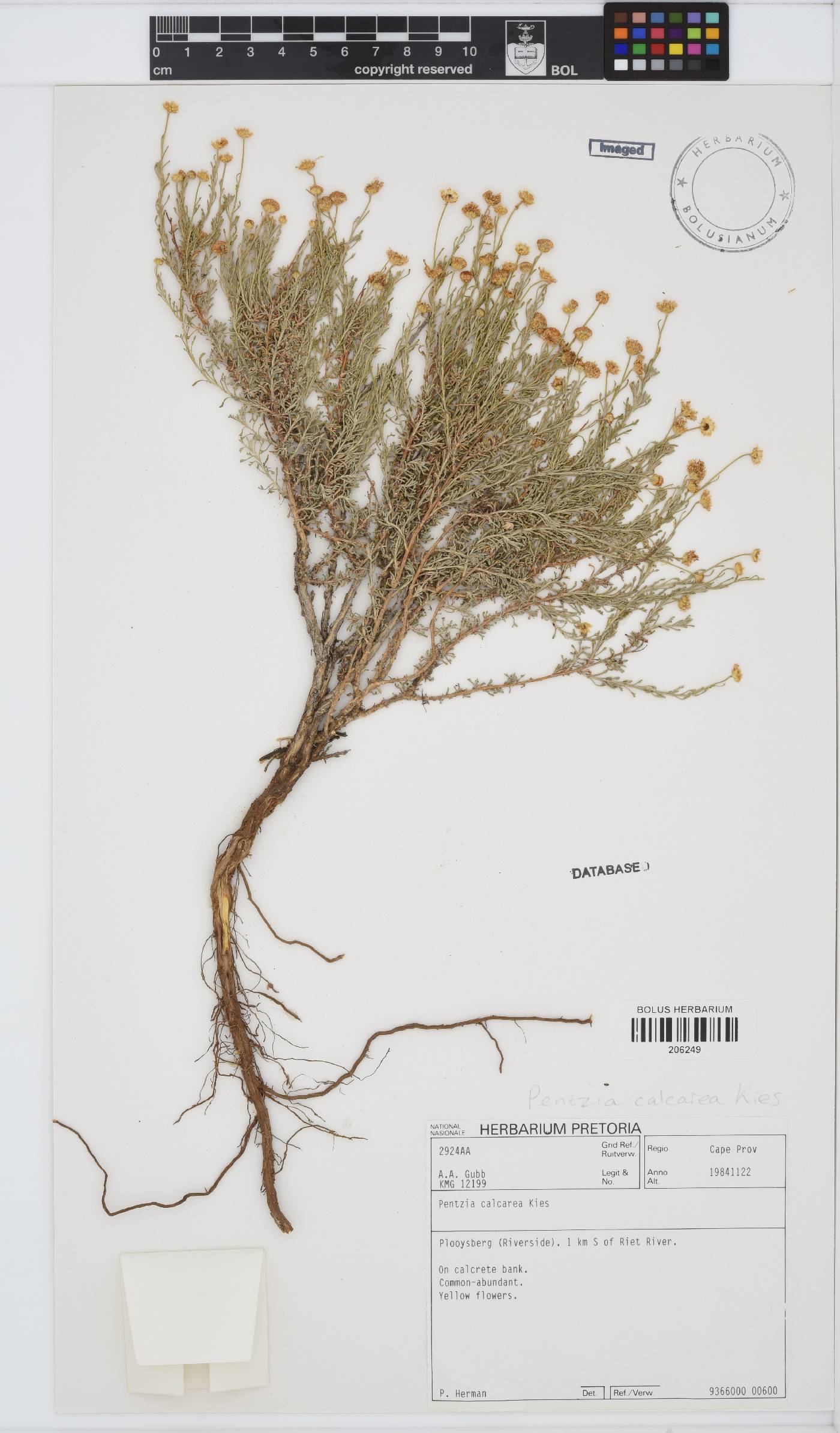 Pentzia calcarea image