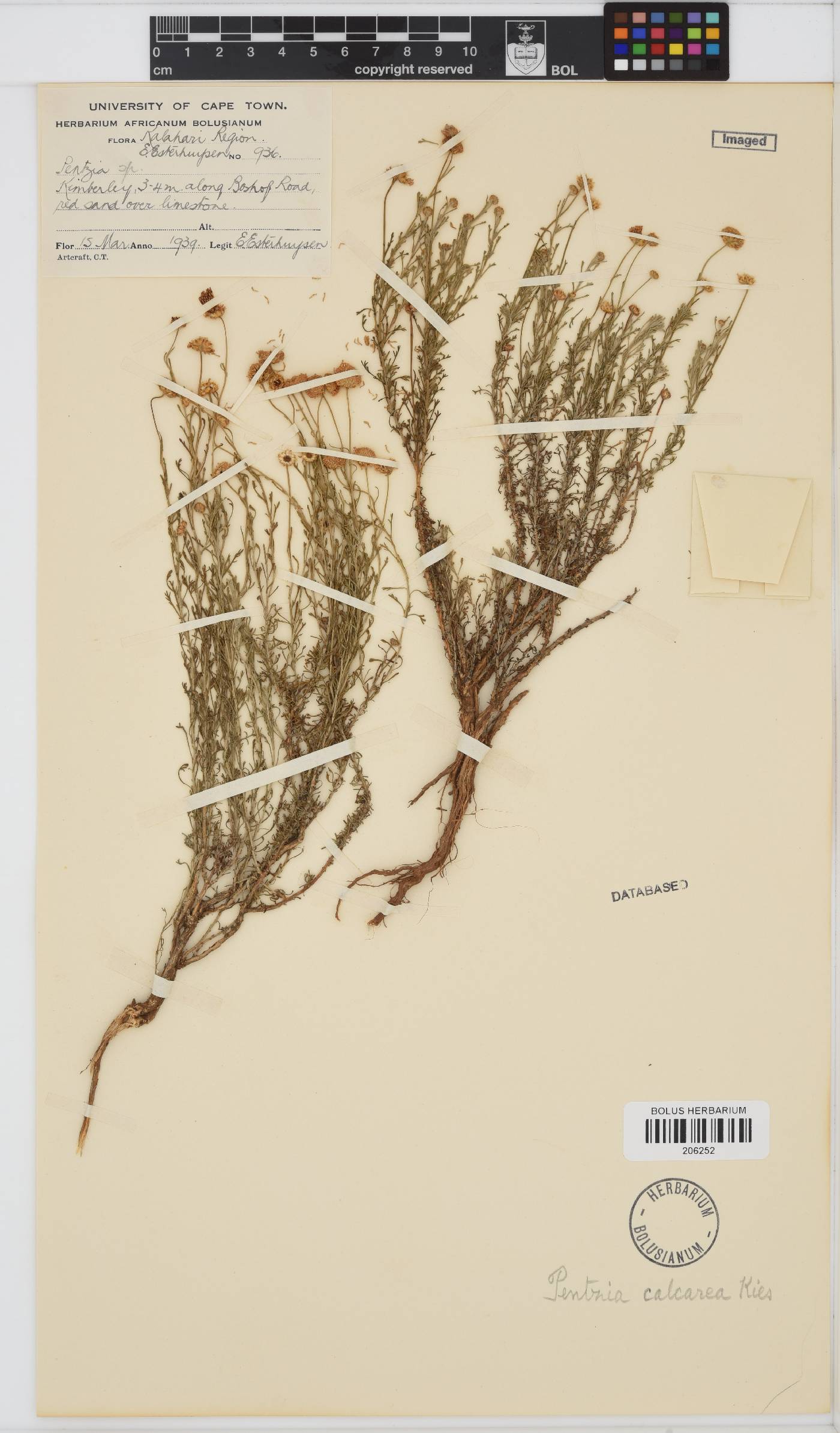 Pentzia calcarea image